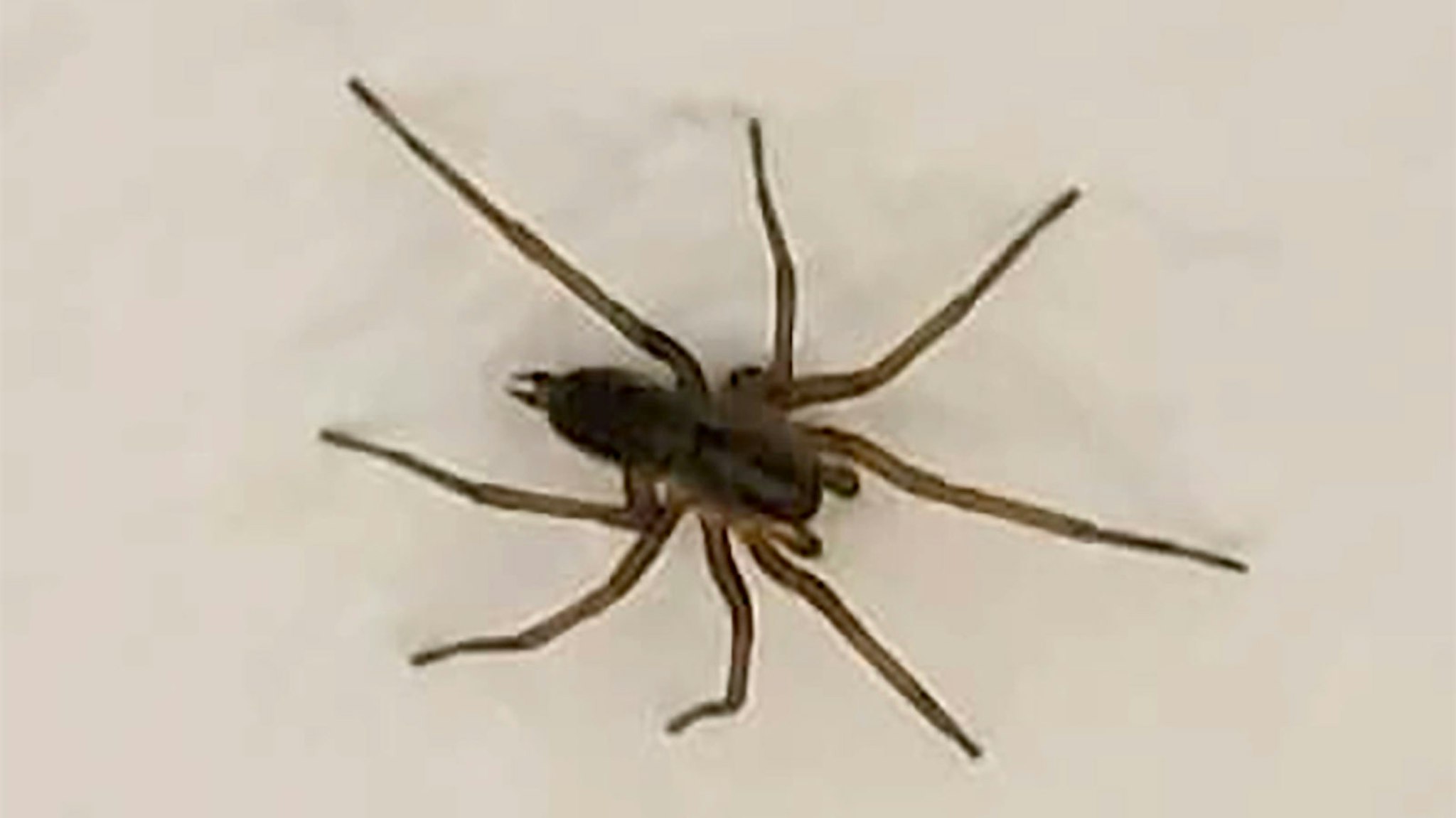 Despite Rumors There Are No Populations Of Brown Recluse Spiders In