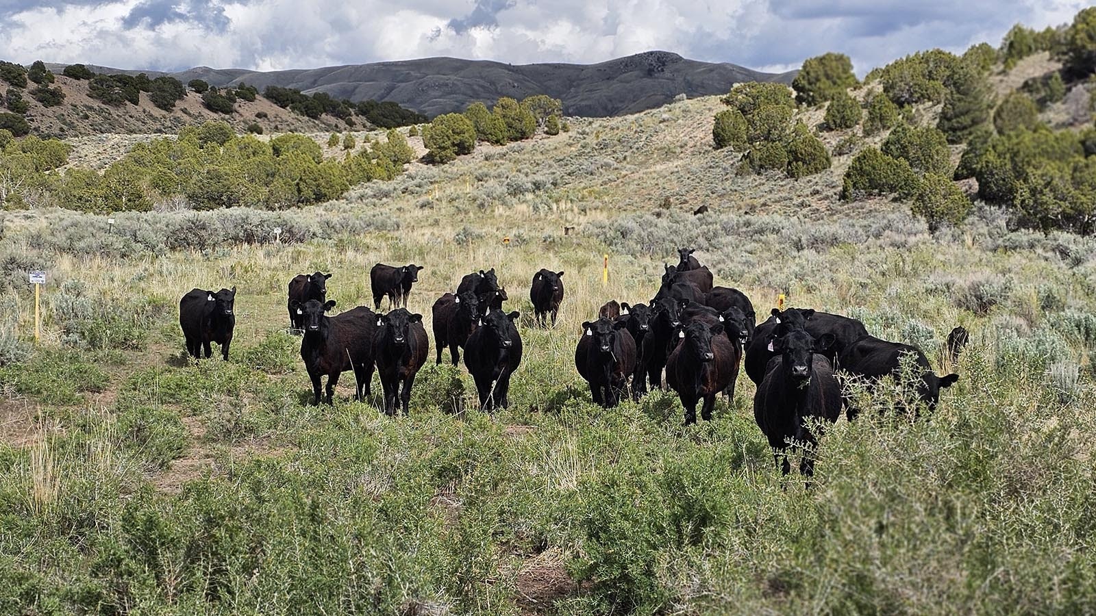 More free-range cattle at Brown's Park.