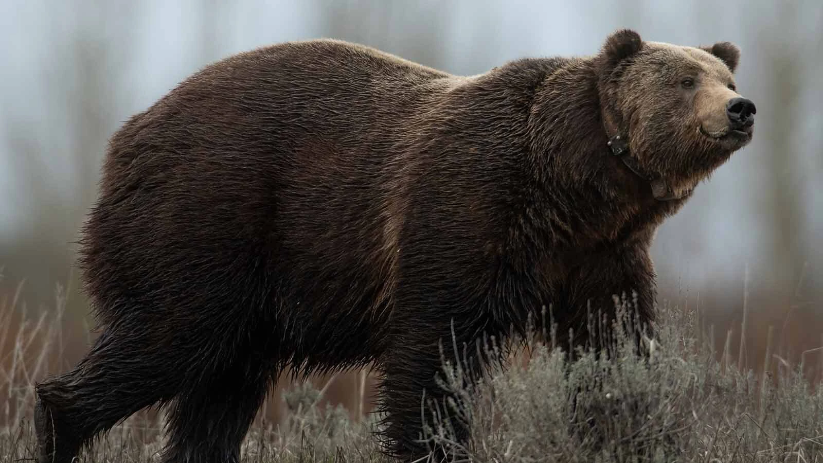 Bruno, a popular male grizzly in Grand Teton National Park, is looking better this spring. Facial wounds he suffered last fall have healed, and he’s sporting a new radio tracking collar.