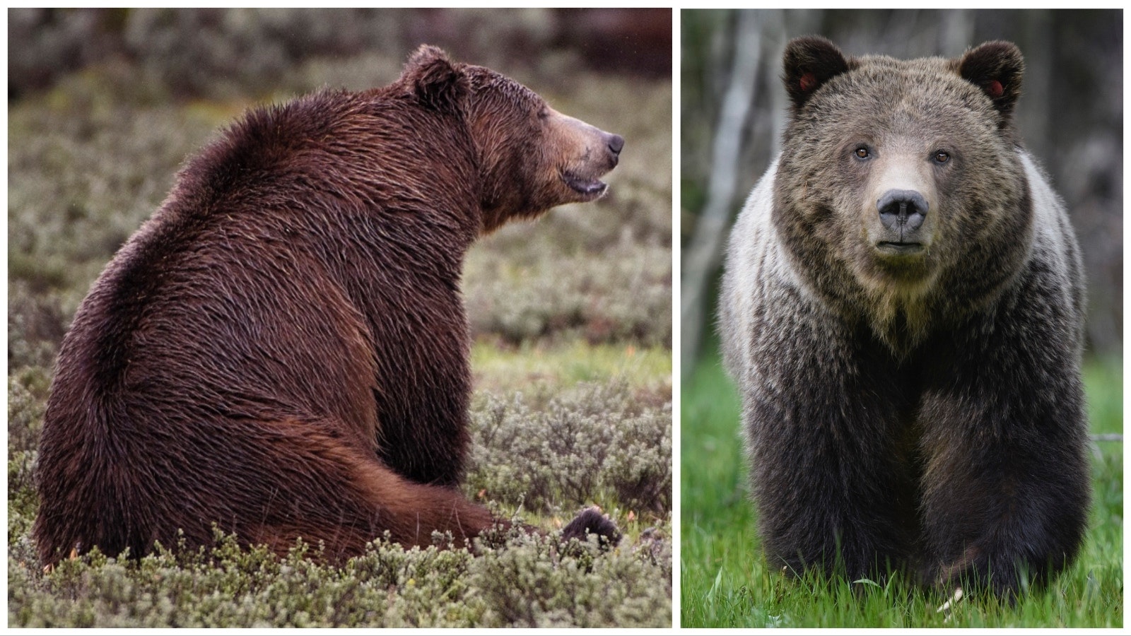“Bruno,” a king-sized male grizzly, left, has fathered cubs with Grizzly 399 in the past, and the two might have mated again last fall. “Blondie,” right, is another popular Teton Park grizzly bear, but hasn’t been spotted yet this spring