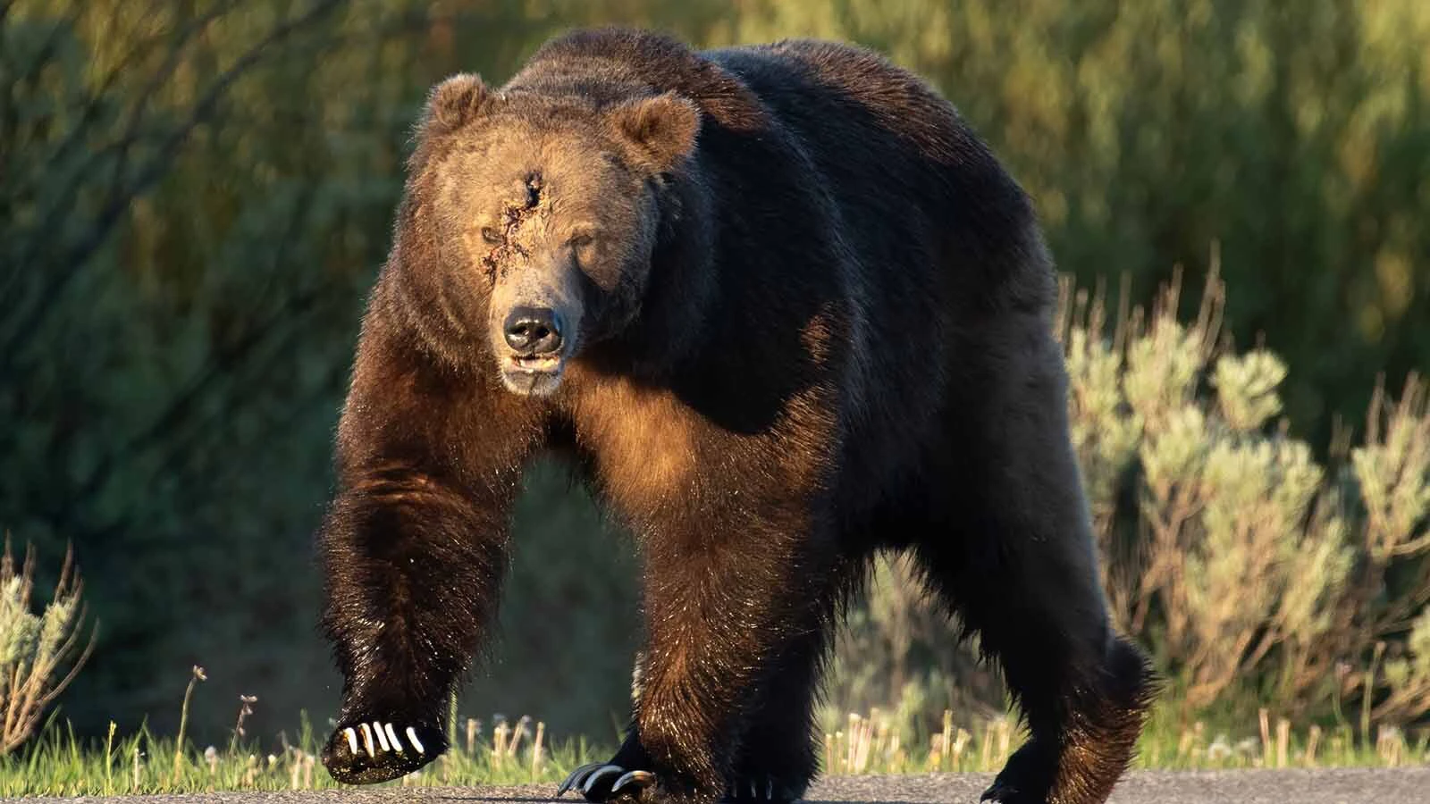 Bruno, a popular male grizzly in Grand Teton National Park, had nasty facial wounds last fall. It’s thought he suffered them during a fight with another male.