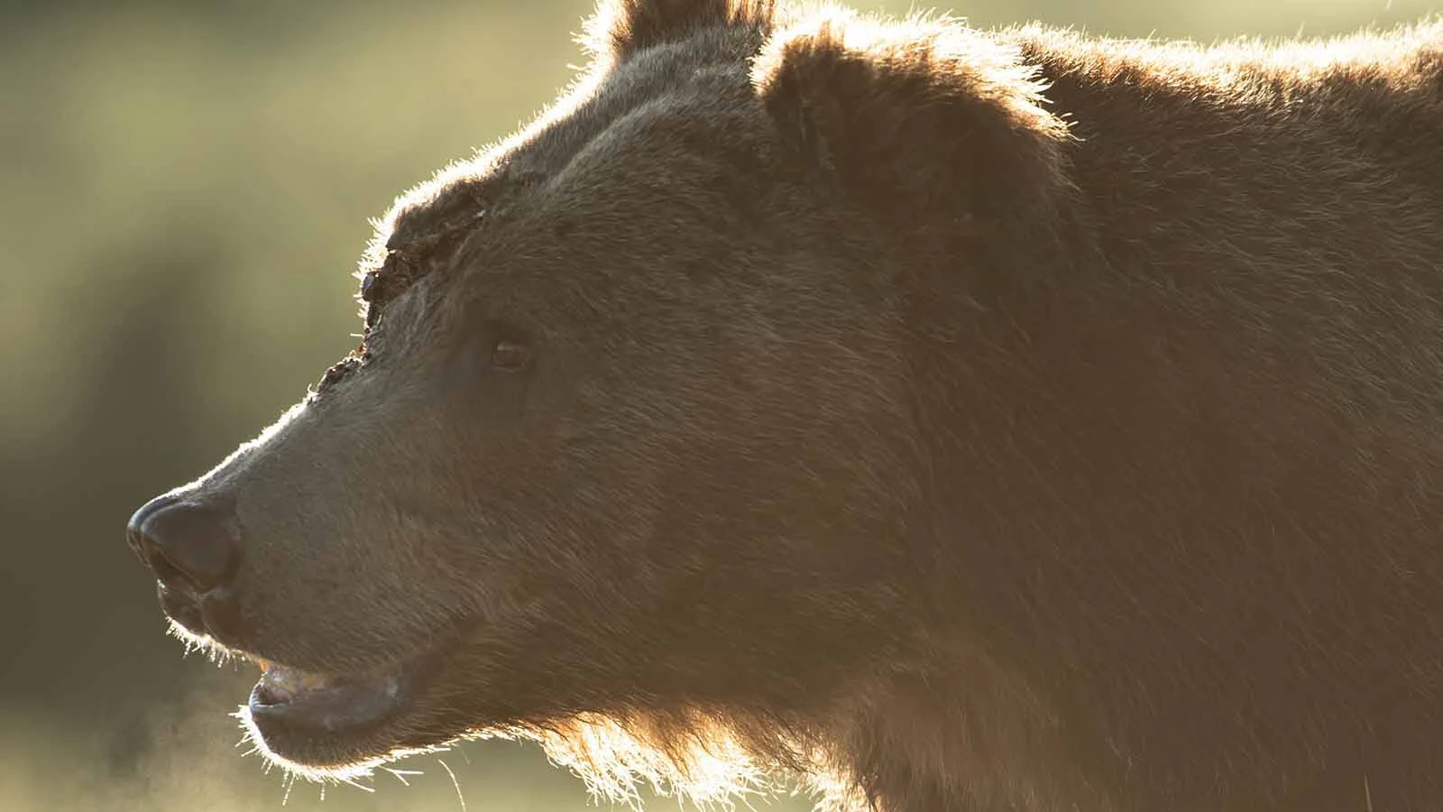 Bruno, a popular male grizzly in Grand Teton National Park, had nasty facial wounds last fall. It’s thought he suffered them during a fight with another male.