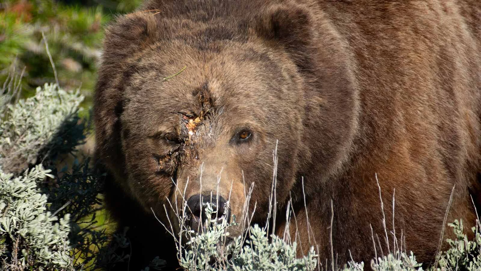 Bruno, a popular male grizzly in Grand Teton National Park, had nasty facial wounds last fall. It’s thought he suffered them during a fight with another male.