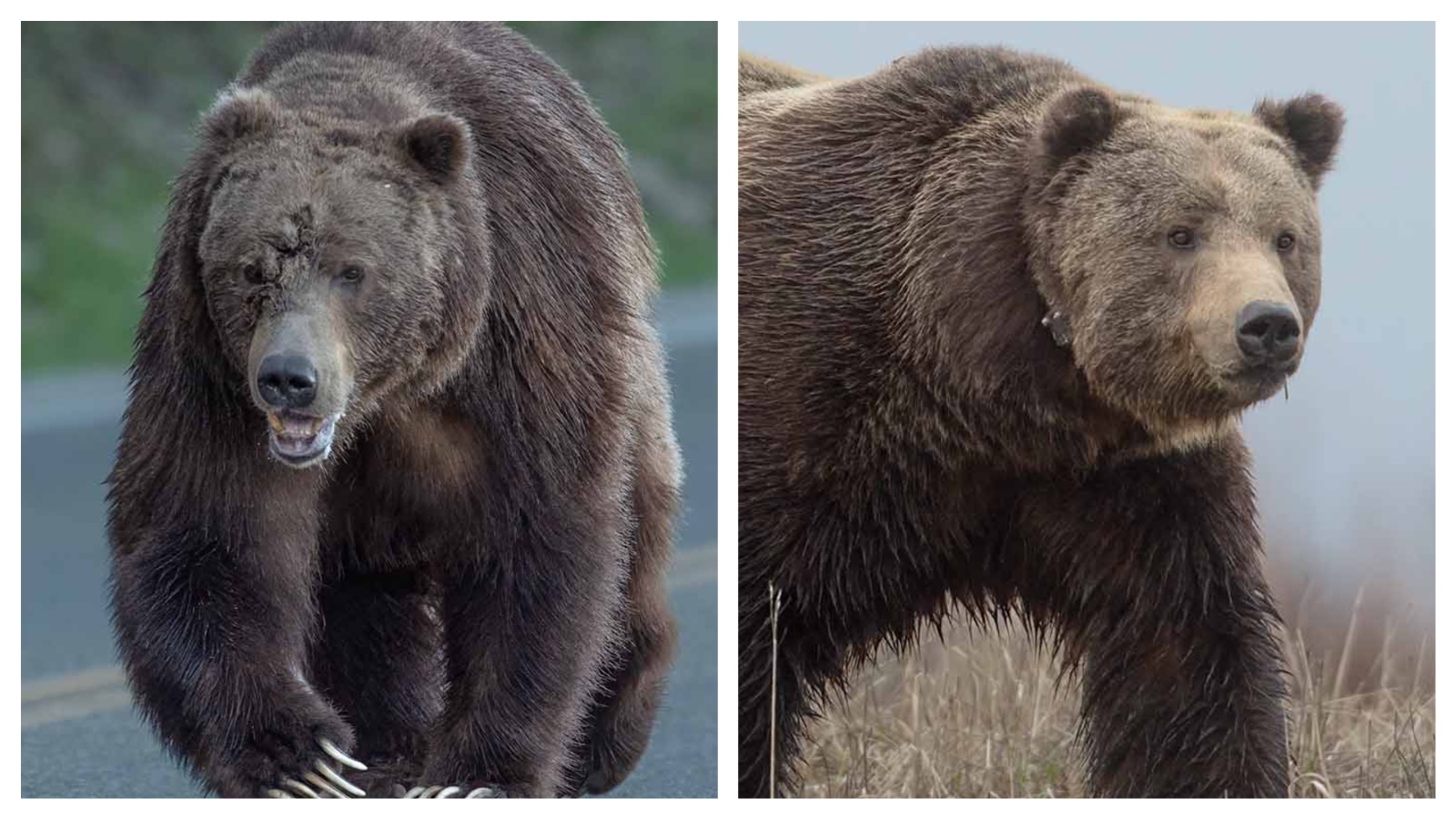 Bruno, one of Wyoming’s most popular grizzlies, had his face ripped open last fall, seen at left. After being captured and treated for his wounds, he showed up fully healed this spring, right.