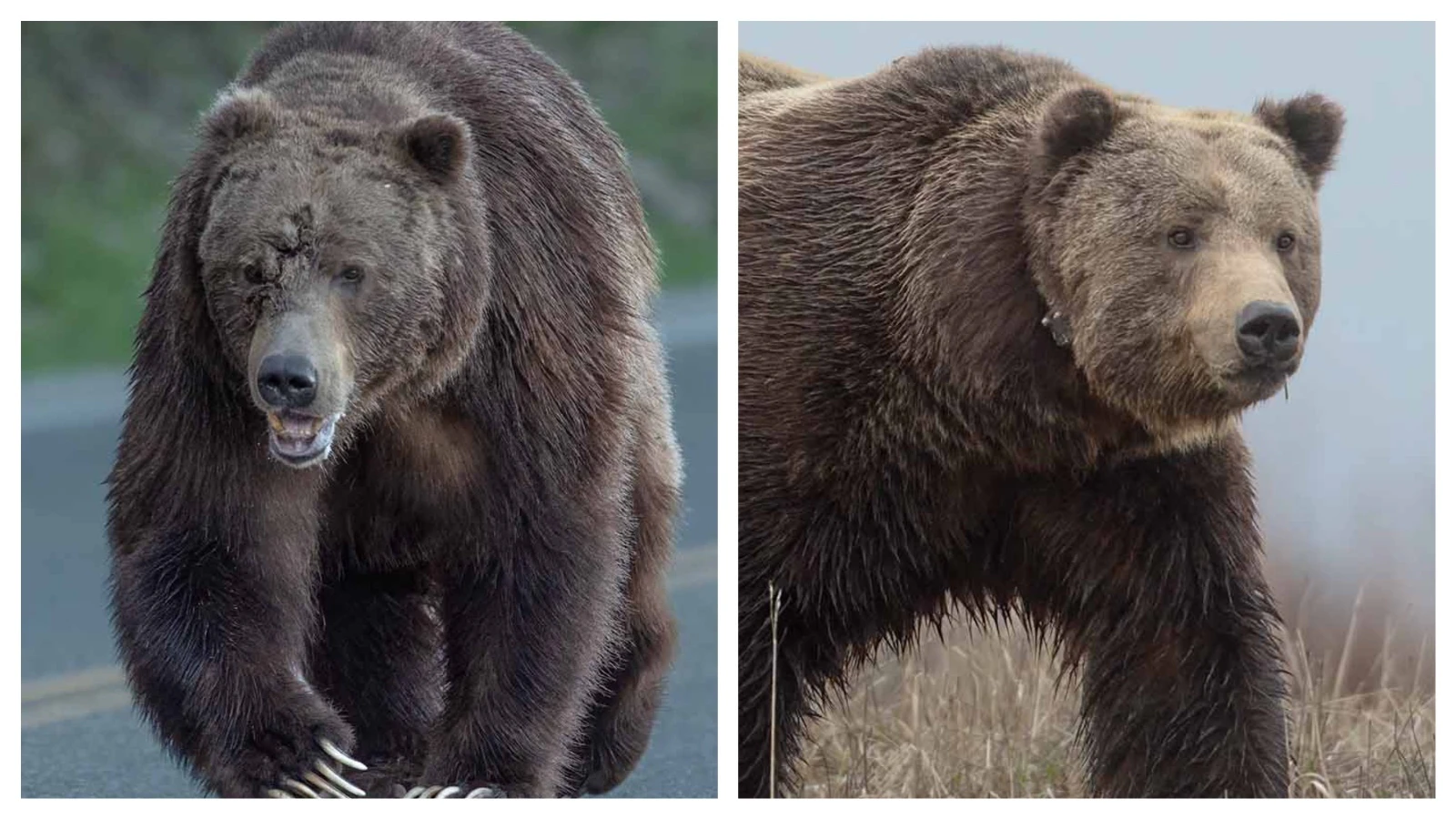 Bruno, one of Wyoming’s most popular grizzlies, had his face ripped open last fall, seen at left. After being captured and treated for his wounds, he showed up fully healed this spring, right.