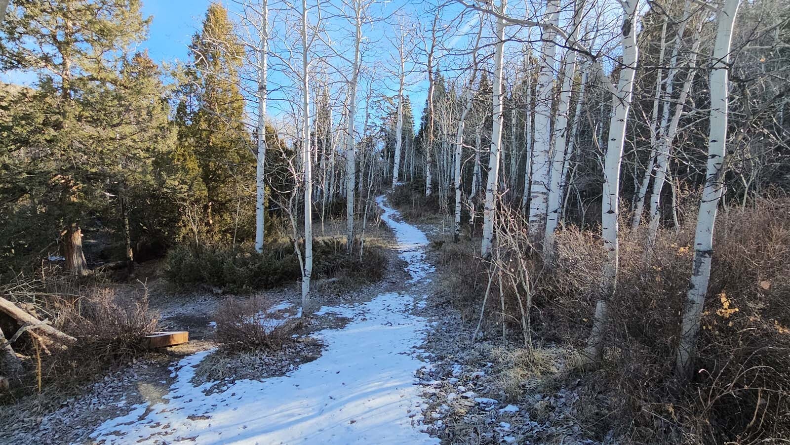 A trail heads into a grove of Quaking Aspens at Brush Creek Ranch.