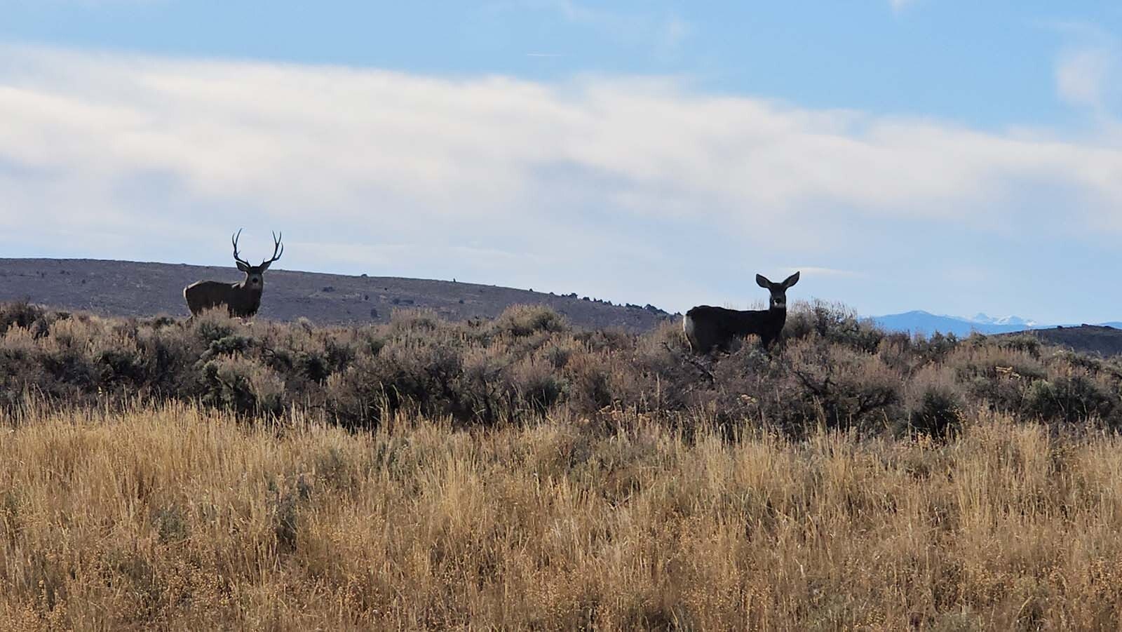 Two deer are surprised by our appearance during the ranger tour at Brush Creek Ranch.