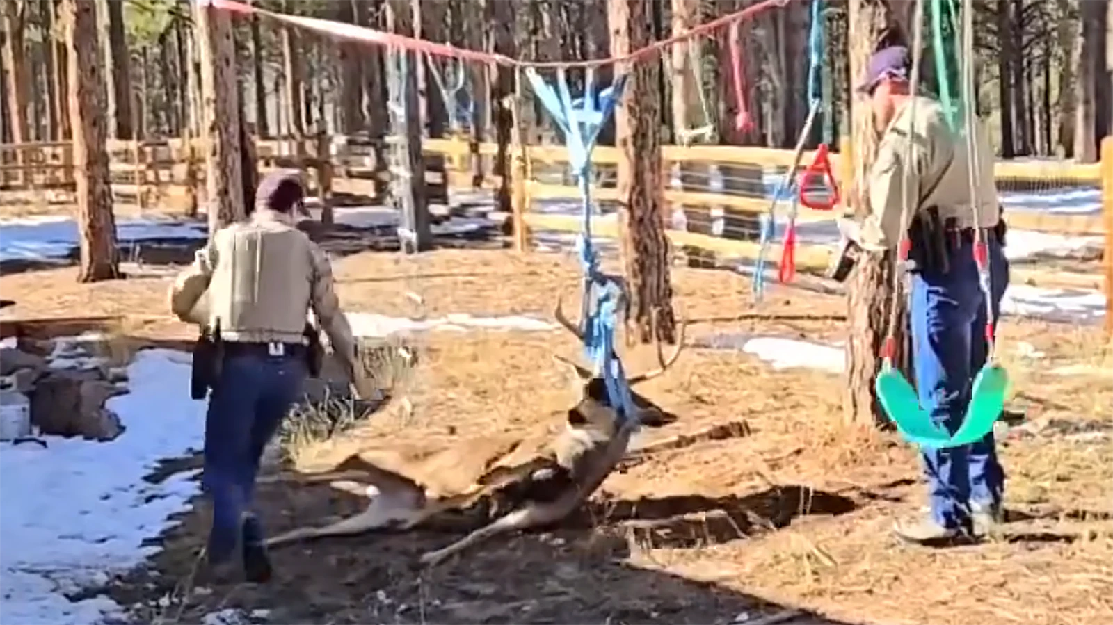 Colorado Parks and Wildlife agents used a taser to subdue a deer that had its antlers entangled in playground equipment. The Wyoming Game and Fish Department uses the same technique.
