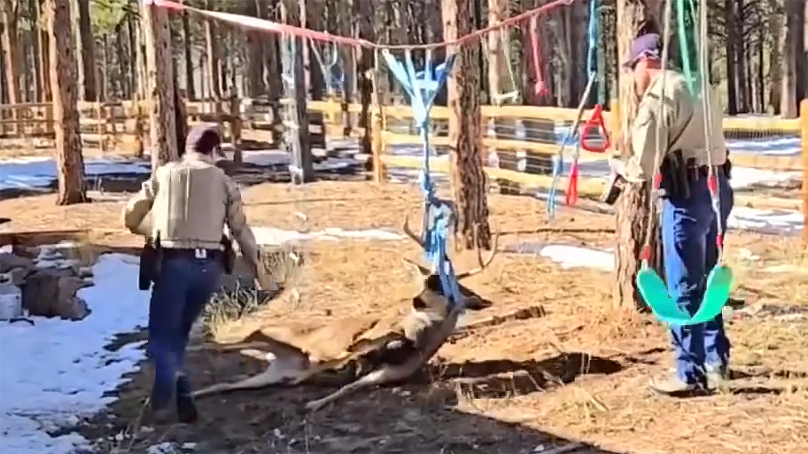 Colorado Parks and Wildlife agents used a taser to subdue a deer that had its antlers entangled in playground equipment. The Wyoming Game and Fish Department uses the same technique.