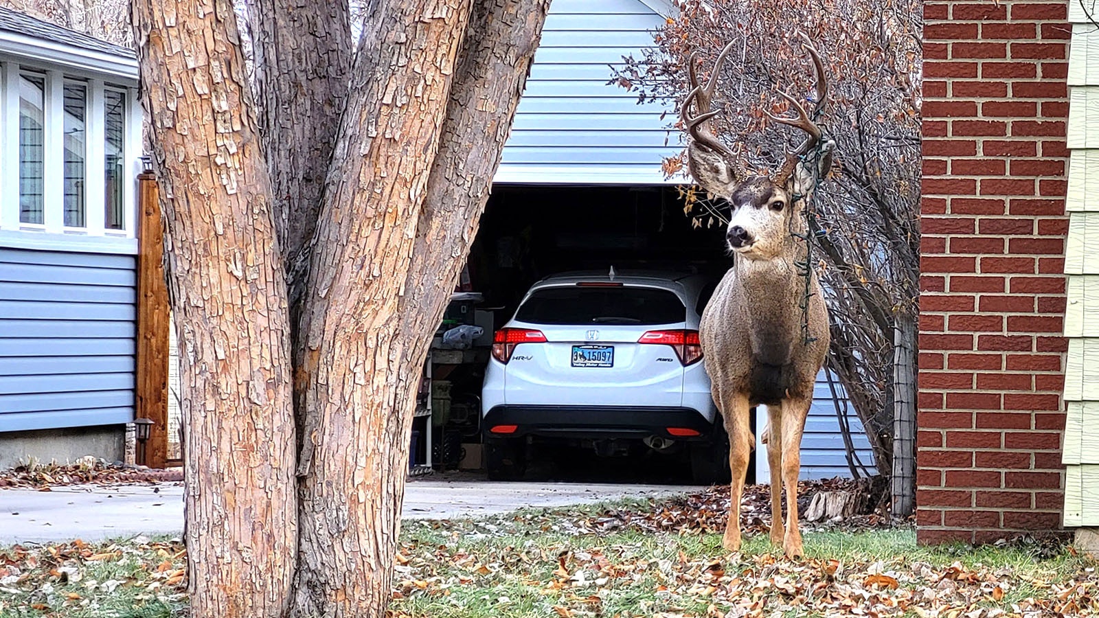 This big mule deer buck is one of three in Sheridan that got into the holiday spirit, so to speak, by snagging Christmas lights on its antlers.