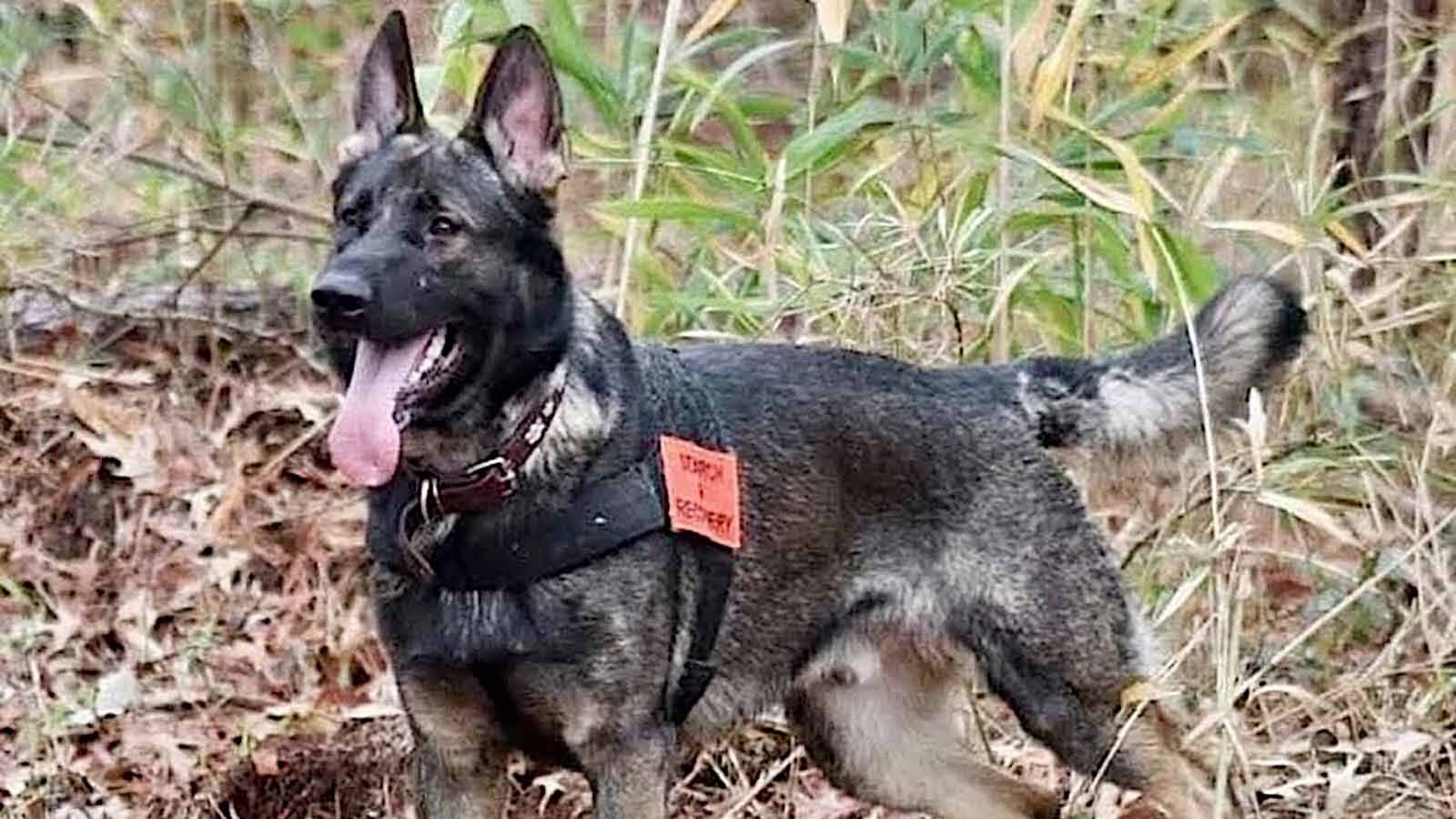 Bueno on the job and staying alert for his mission to find human remains.