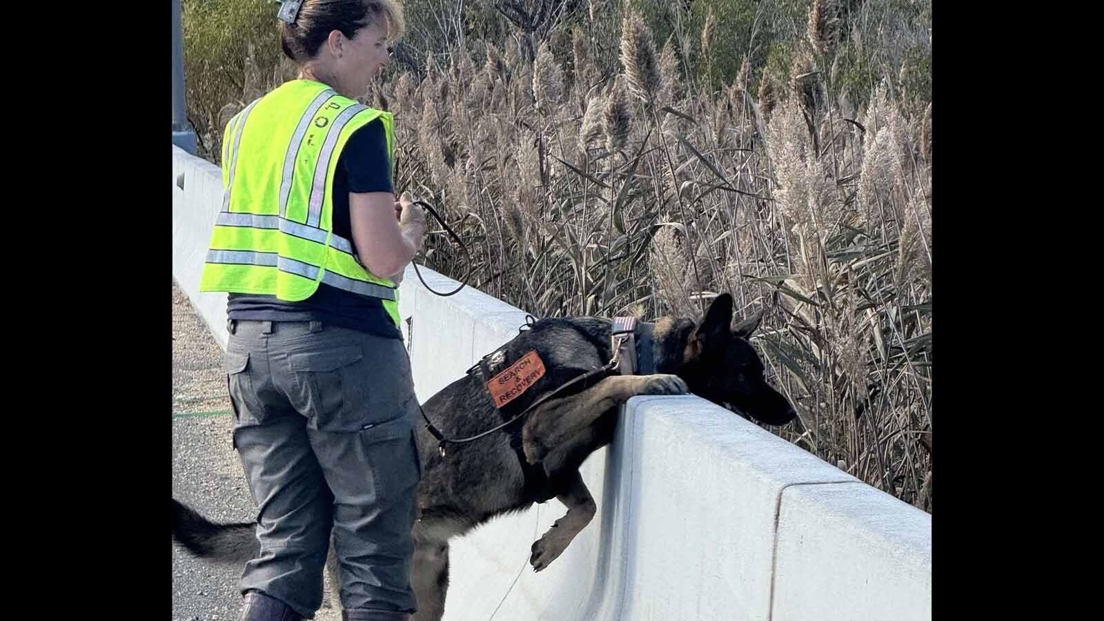 Bueno puts his nose over a barrier to investigate.