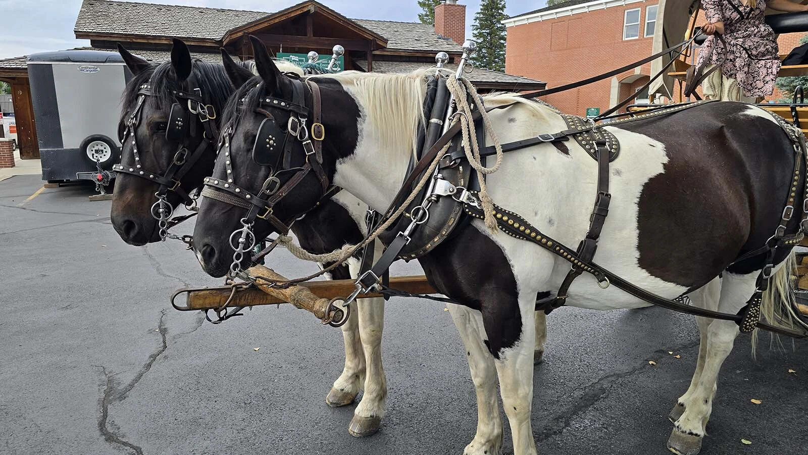 A pair of paint-Percherons named Sparky and Stanley are among three teams that pull Moonhitch Wagons.