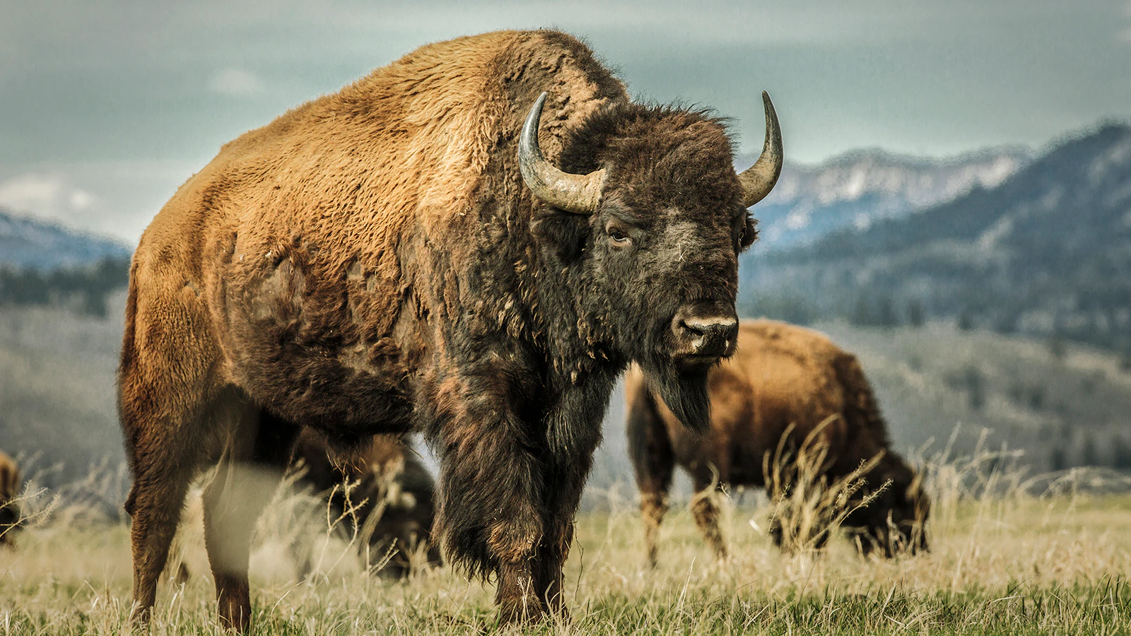 Buffalo bison 10 14 23