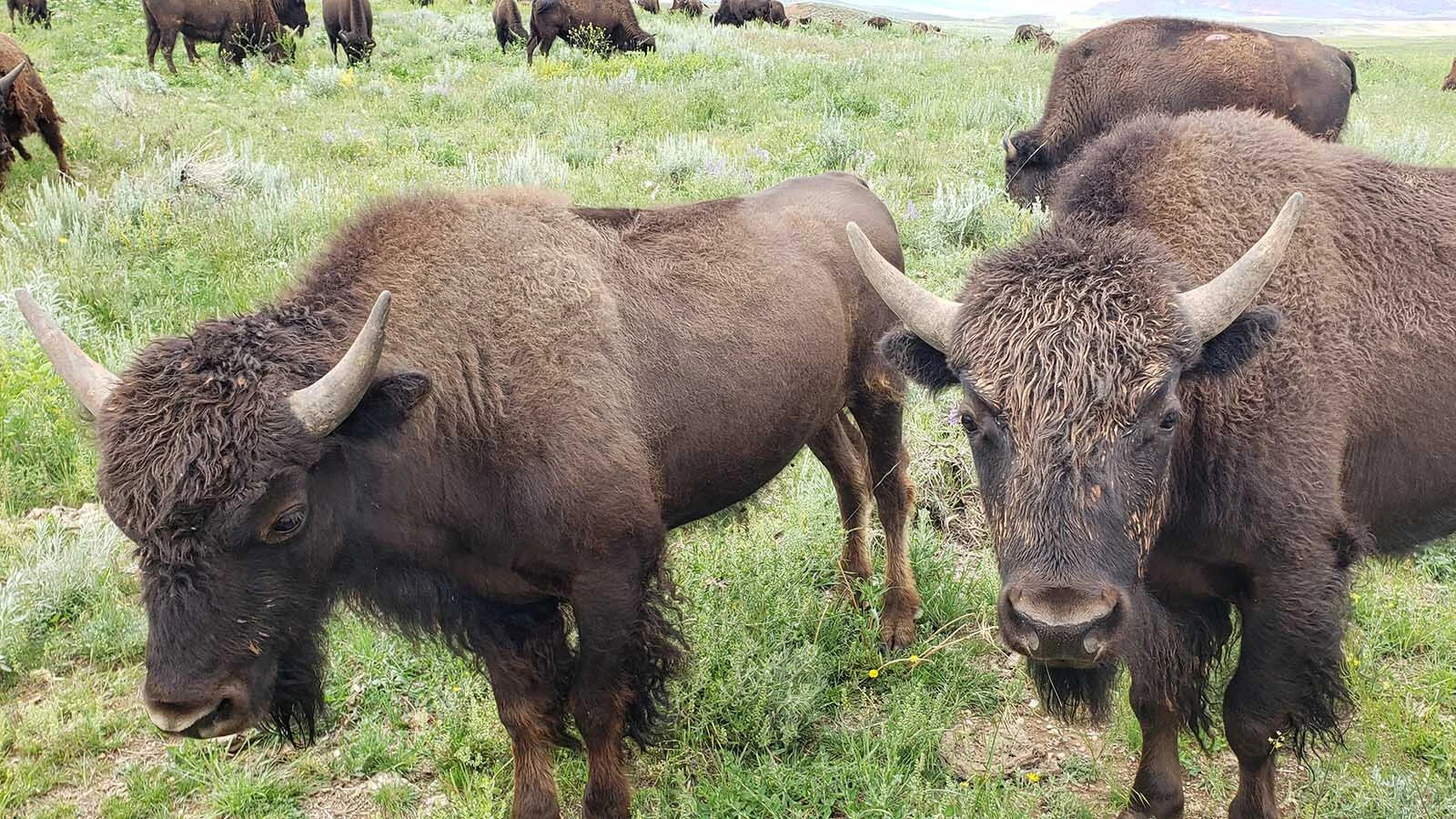 Is it bison or buffalo or both? Bison is the scientific name, but buffalo has a 300-year history in America.