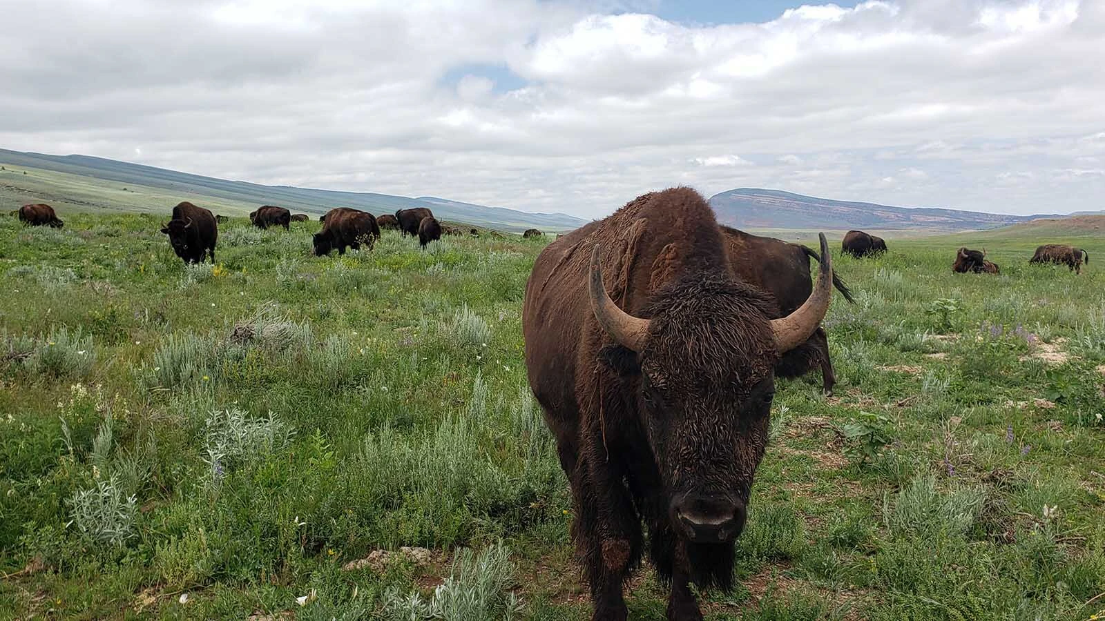 Is it bison or buffalo or both? Bison is the scientific name, but buffalo has a 300-year history in America.