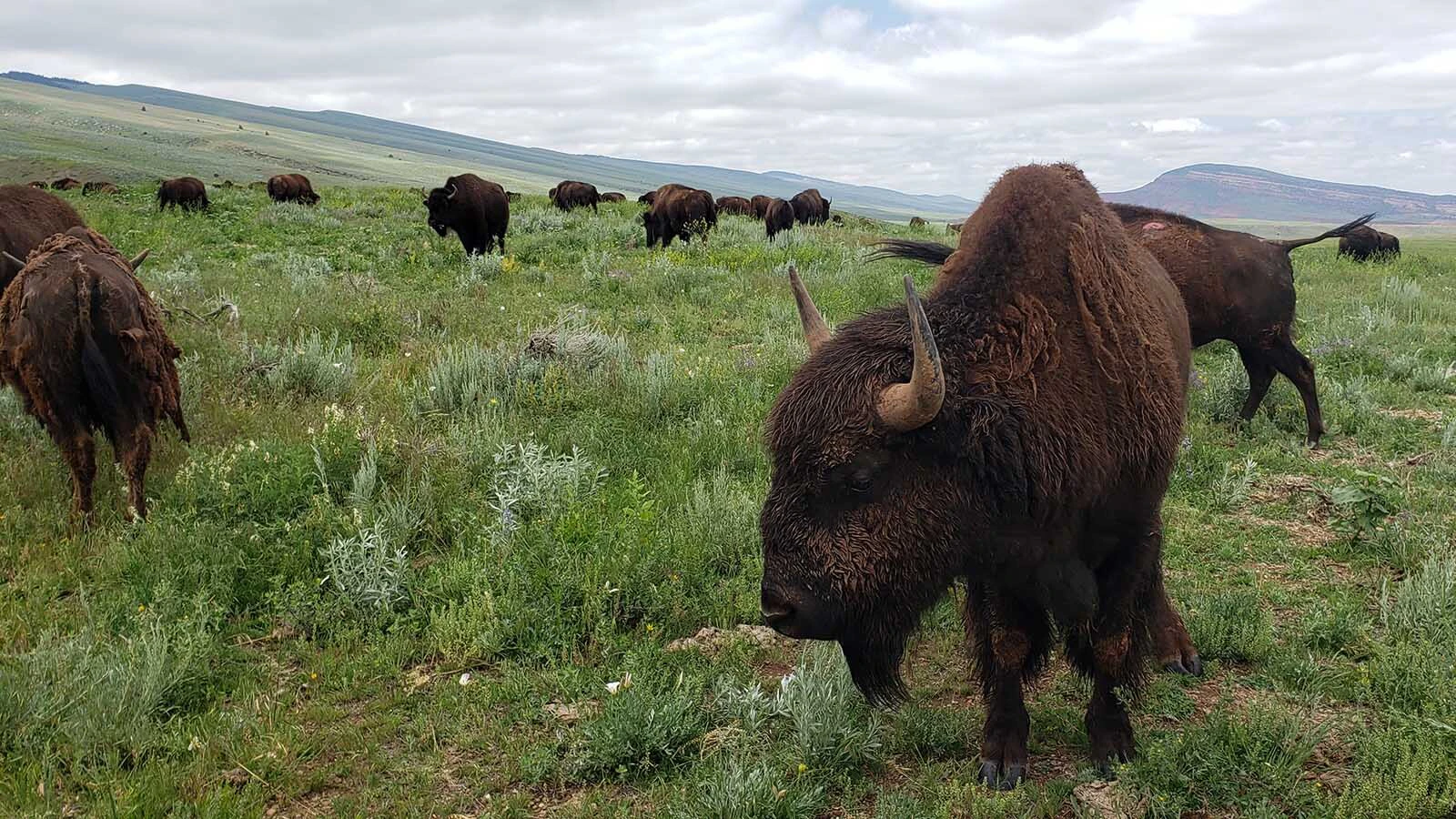 Is it bison or buffalo or both? Bison is the scientific name, but buffalo has a 300-year history in America.
