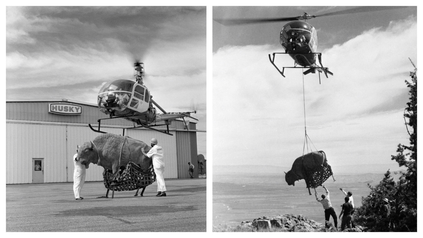 Men at the Husky Oil Hangar at the Cody airport prepare the buffalo statue for its helicopter ride to the top of Cedar Mountain in 1968.
