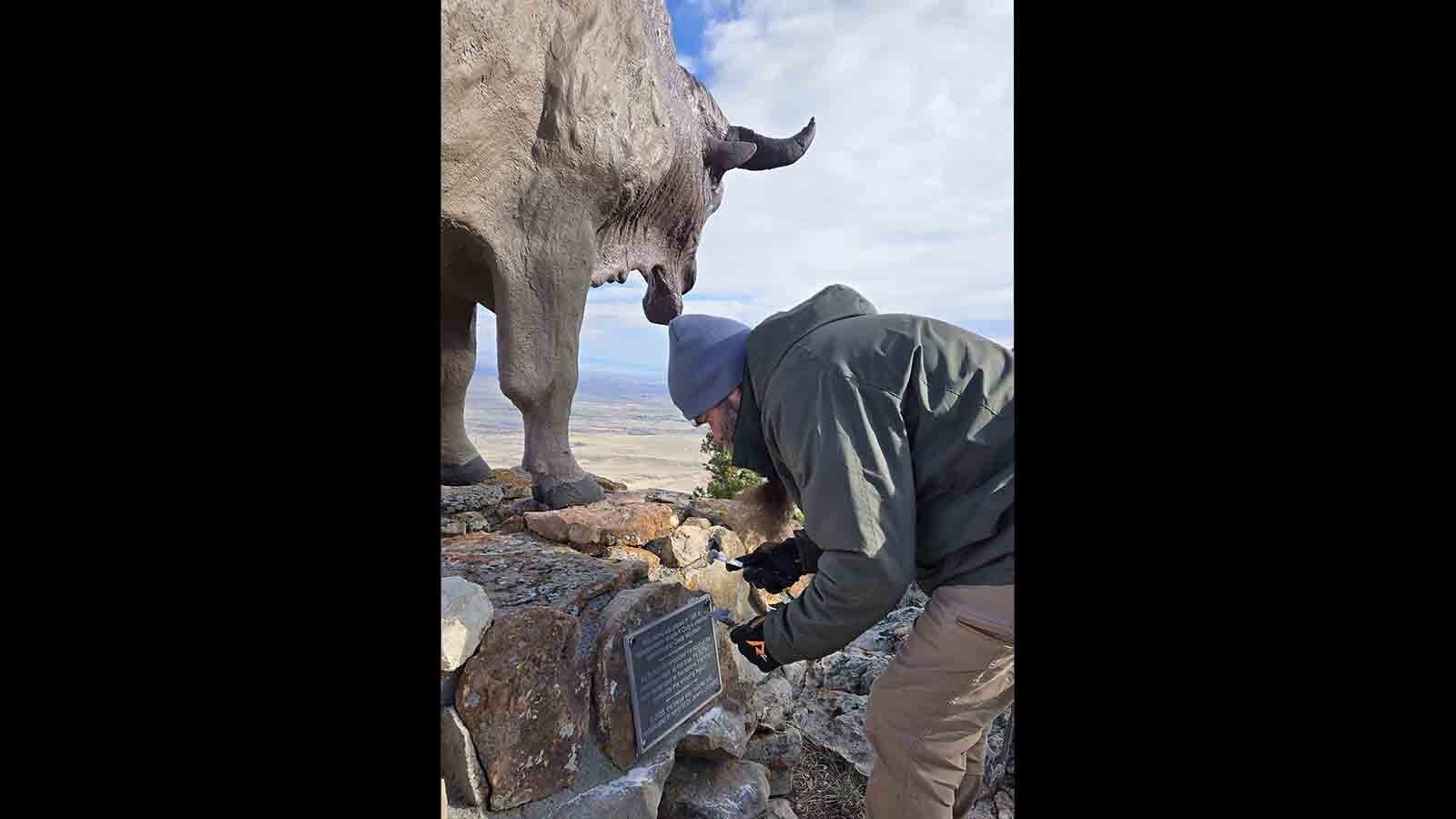 Sam Hanna with the Buffalo Bill Museum at the Center of the West installs the plaque at the base of the buffalo statue in October 2025.