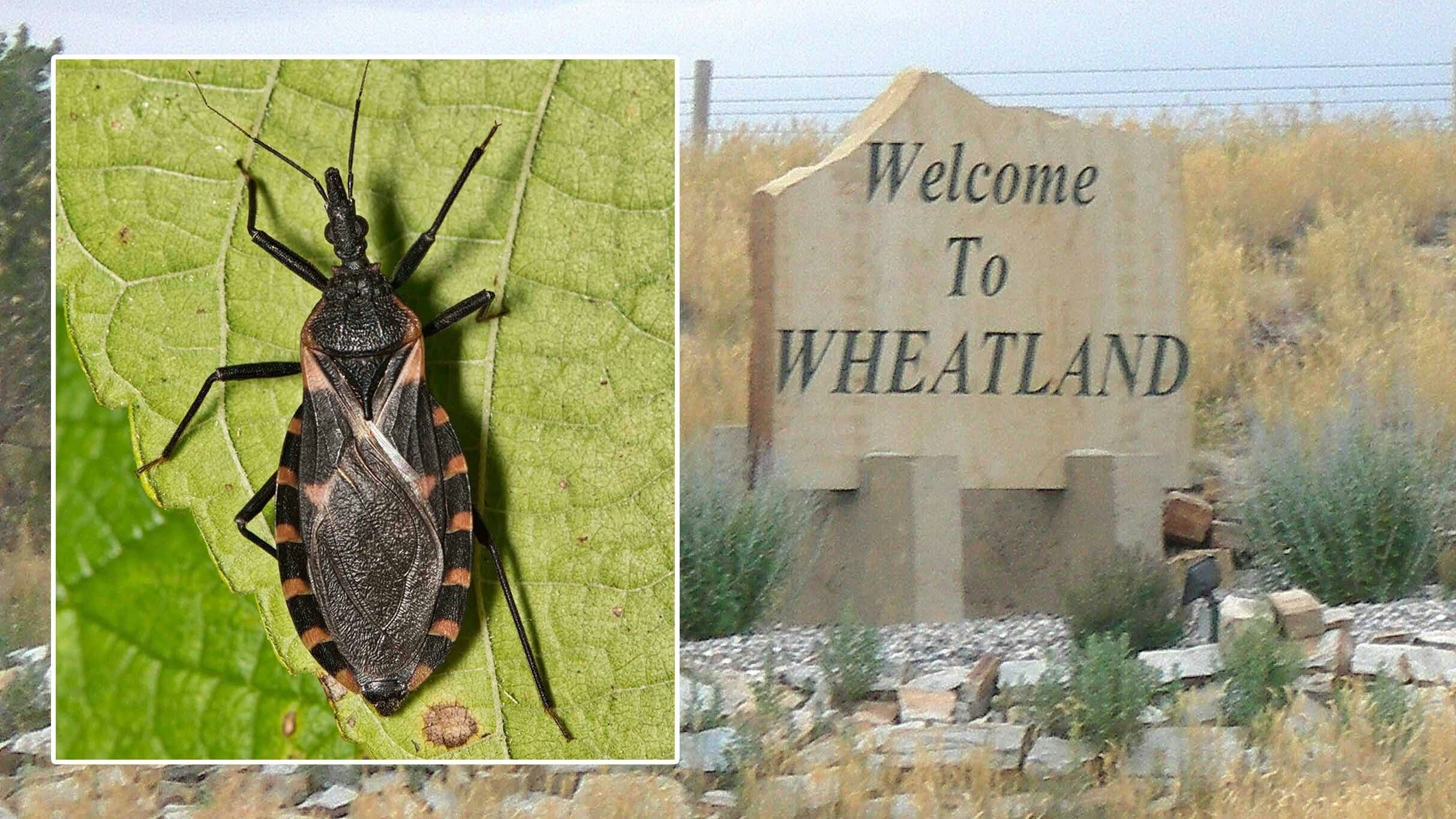 Researchers have confirmed the presence of "kissing bugs" that carry the Chagas disease in Wyoming. The CDC says the parasitic disease is often fatal if not treated, and can linger in a body for years.