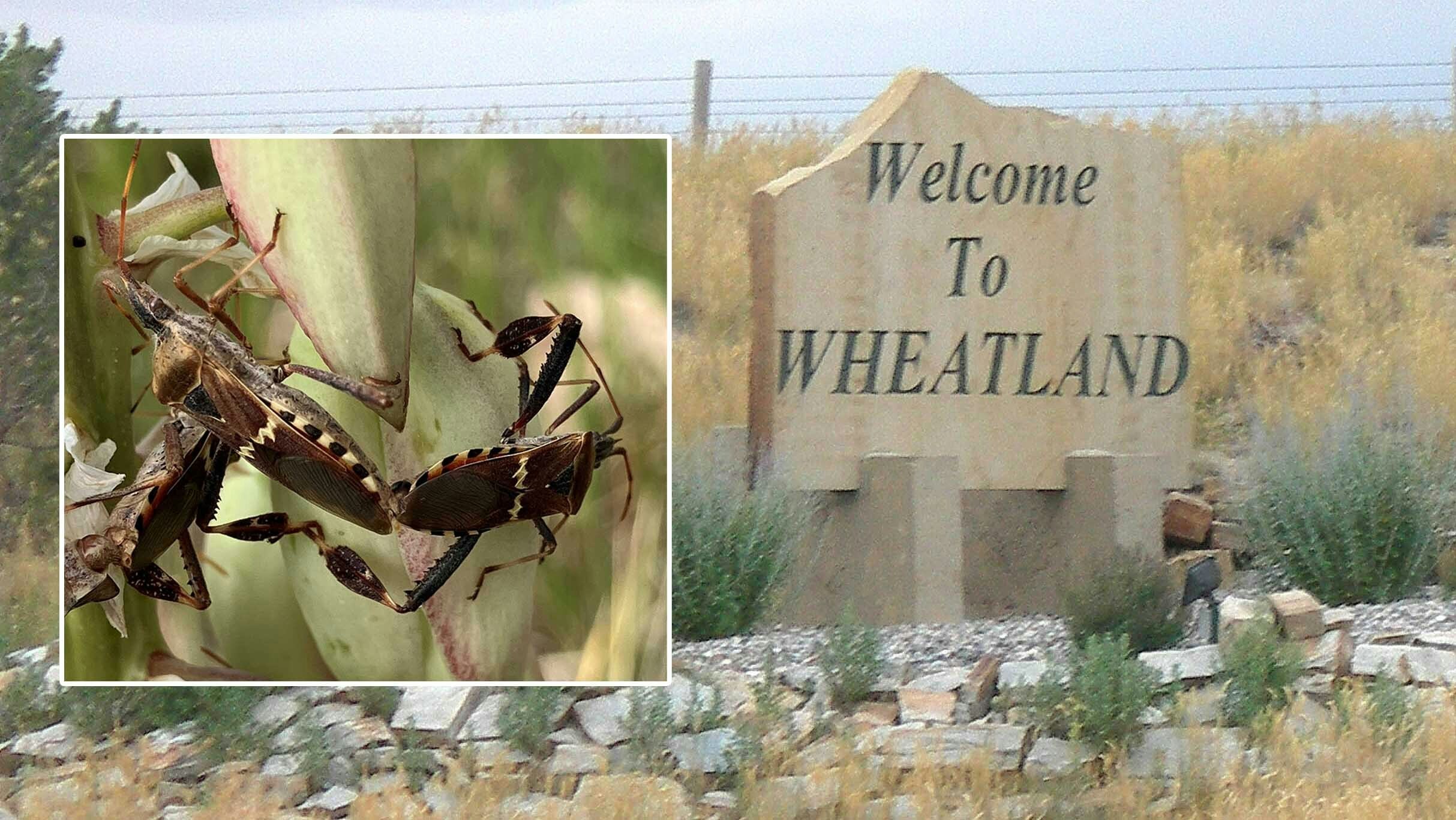 Researchers have confirmed the presence of "kissing bugs" that carry the Chagas disease in Wyoming. The CDC says the parasitic disease is often fatal if not treated, and can linger in a body for years.