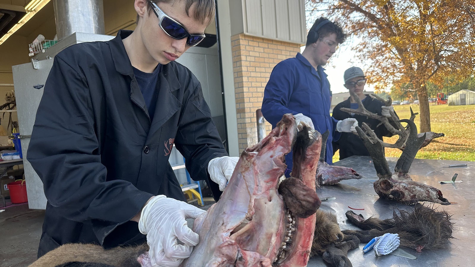 Freshman Eli Hill stripping an elk head at the Bugs ‘n Bones class at Wind River High School in Pavillion, Wyoming.