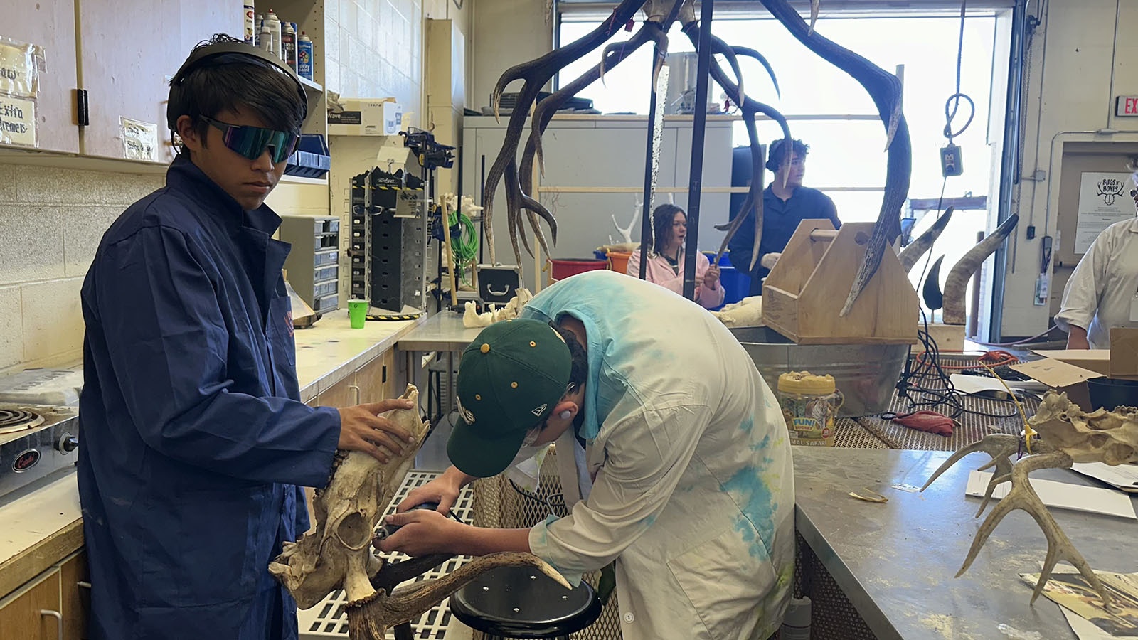 Kalen Pogue and Tunk Goeble Dremel an elk head. They are removing the last remnant of flesh before the skull goes into the bleach bath.