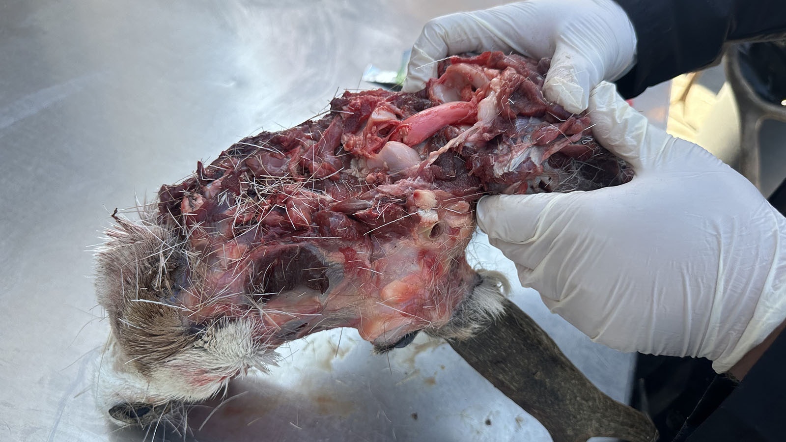 Students learn about the brains of the critters they are skinning at the Bugs ‘n Bones class at Wind River High School.