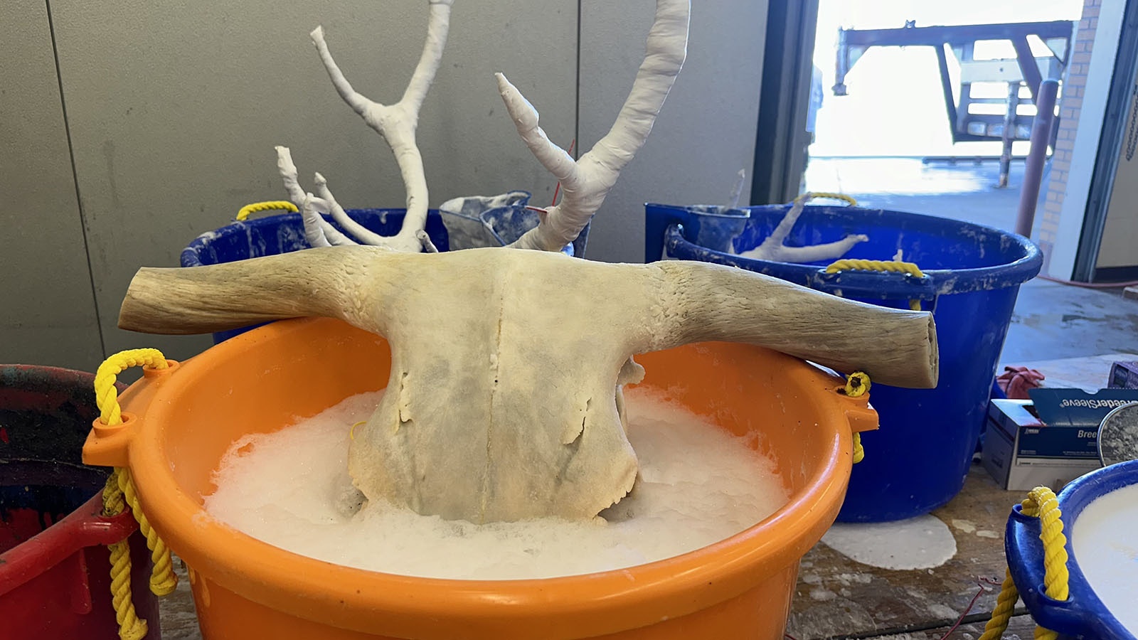 The hydrogen peroxide bath at the Bugs ‘n Bones class at Wind River High School.