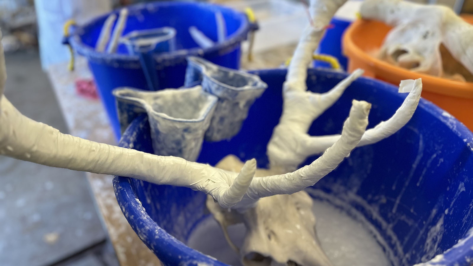 The skulls are soaked in a hydrogen peroxide bath at the Bugs ‘n Bones class. The antlers are wrapped to preserve them from the process.