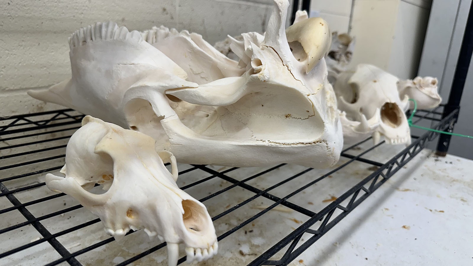 After being soaked in the bleach bath, the skulls are dried and then proceed to the next station.