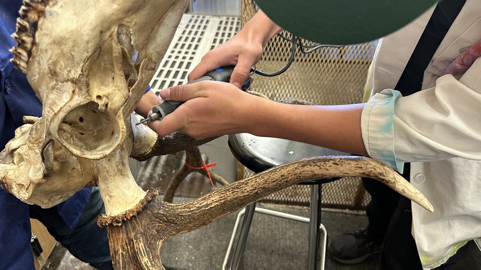 Tunk Goebel uses a Dremel to get rid of any small remnants of meat off the skull. He plans on using this skill in his future occupation as an archaeologist.