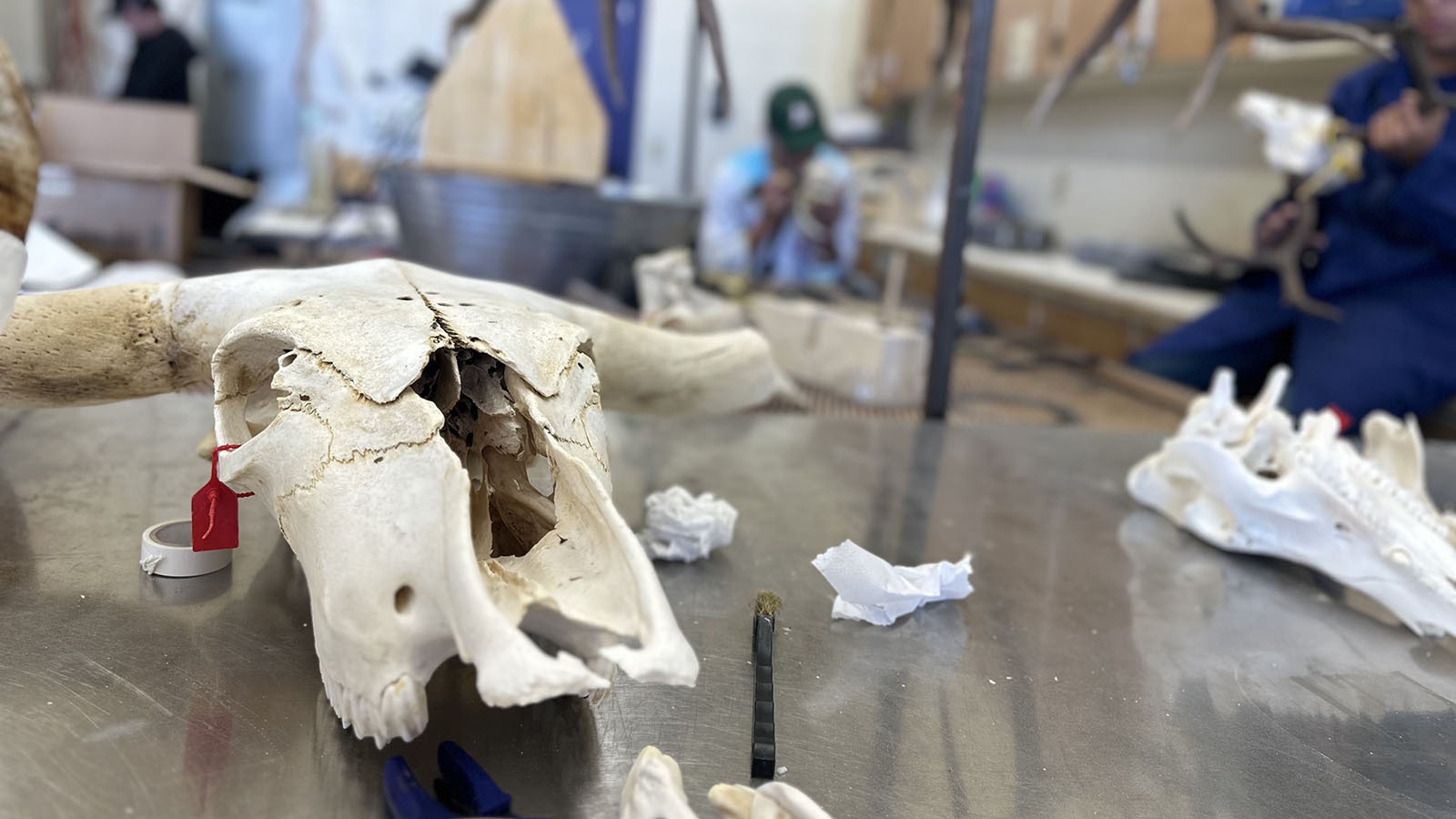 The bison head is waiting to be glued back together. Senior Susannah Corlett said it is like a jigsaw puzzle putting the skulls back together.