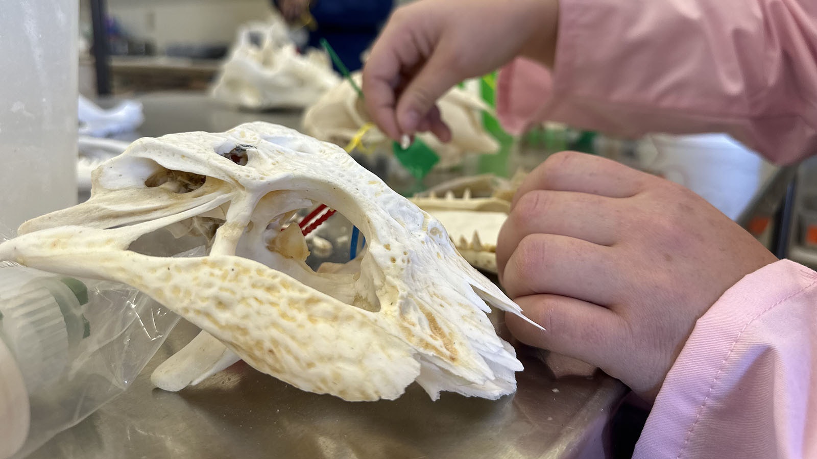 Susannah Corlett assembles an alligator head at the gluing station. She says it is her first alligator to assemble and she enjoys the challenge.