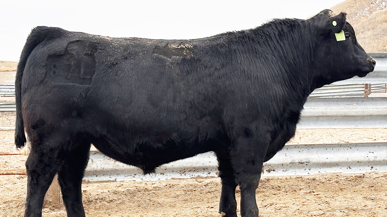 This bull recently raised by the Connealy Ranch in Nebraska recently sold for $110,000. Its genetics make the bull a prized commodity for its semen, which can sell for big bucks.