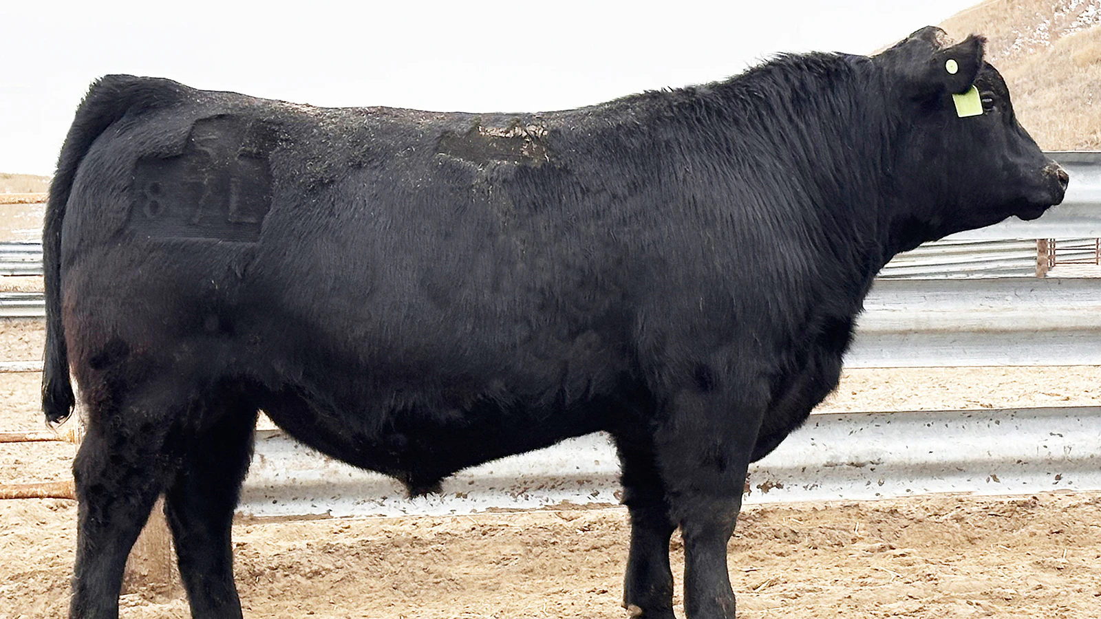 This bull recently raised by the Connealy Ranch in Nebraska recently sold for $110,000. Its genetics make the bull a prized commodity for its semen, which can sell for big bucks.