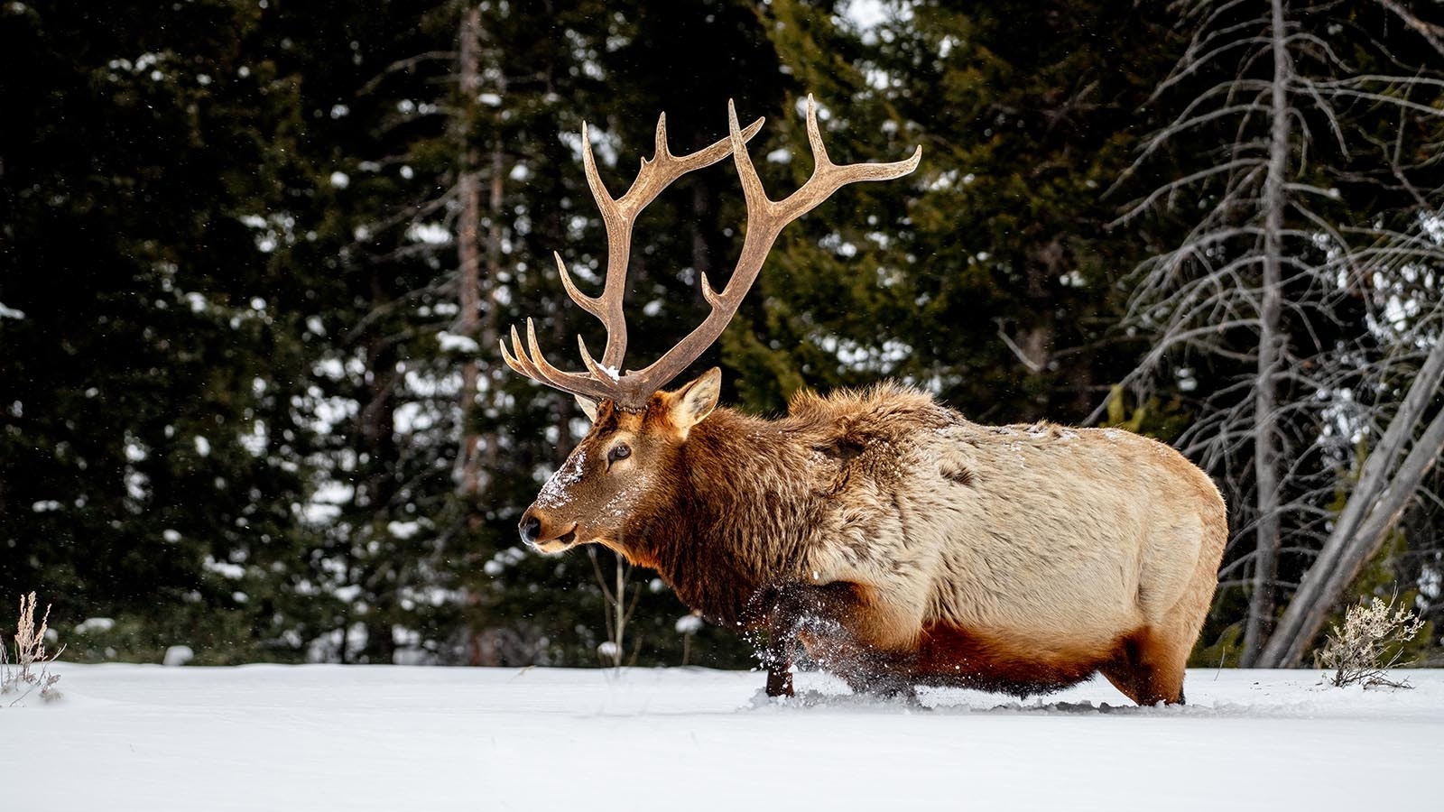 A big bull elk scrounges for food in deep snow in Wyoming in this file photo.