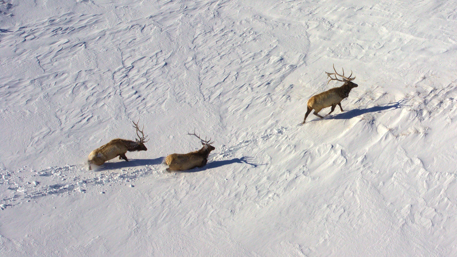 Bull elk struggling in deep snow Green Mountain 1 16 2023 3 20 23