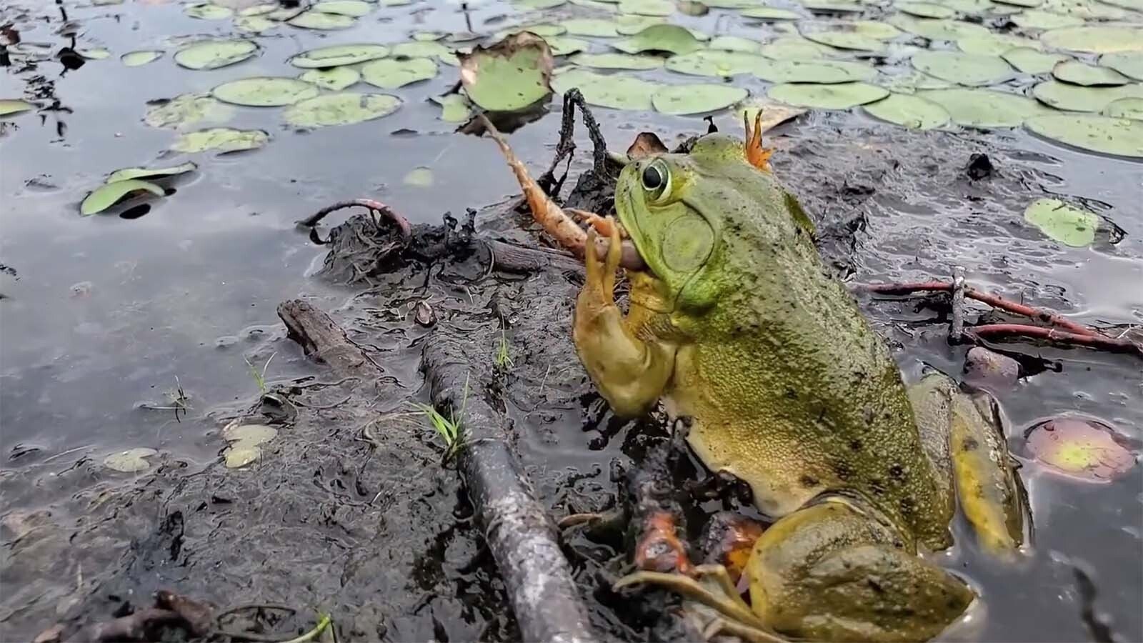 Bullfrogs will eat anything they can fit in their mouths. Here, a bullfrog feeds on anogther frog.
