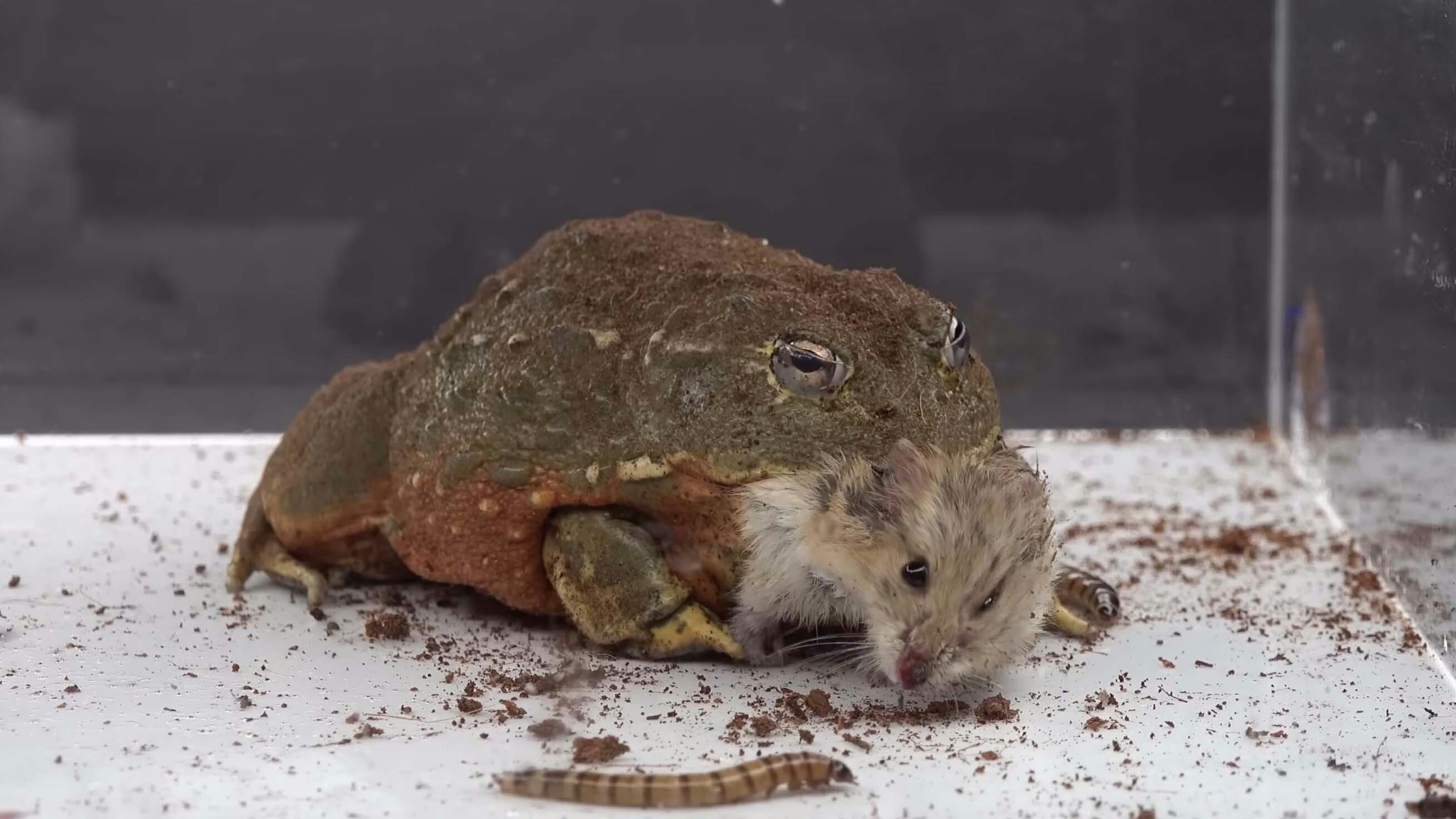 Bullfrogs will eat anything they can fit in their mouths. Here, a bullfrog feeds on a hamster.