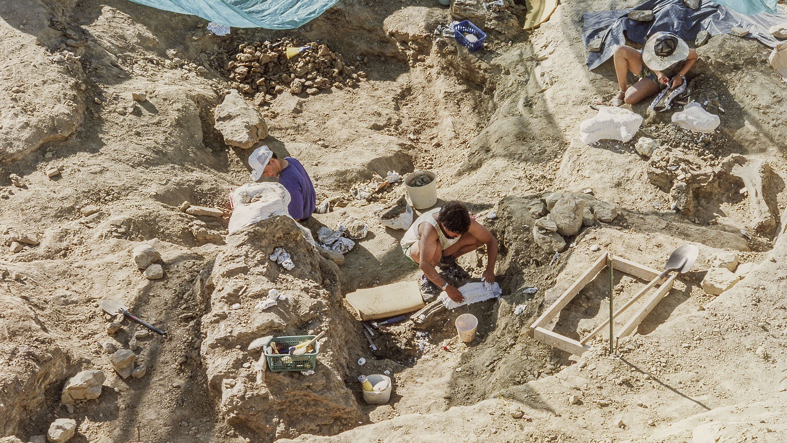 Researchers uncover Aredewtosaurus Viator, a 74-foot-long dinosaur, at a dig site near Shell, Wyoming, in the early 1990s.