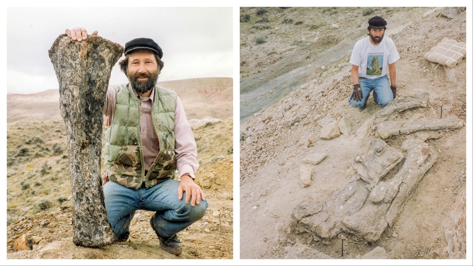 Researchers uncover Aredewtosaurus Viator, a 74-foot-long dinosaur, at a dig site near Shell, Wyoming, in the early 1990s.