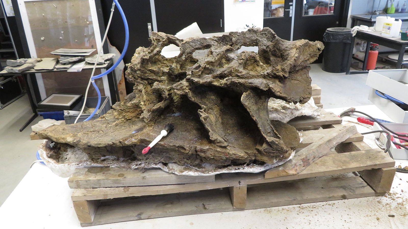 After it was dug up near Shell, Wyoming, in the early 1990s, Ardetosaurus viator, a 74-foot-long dinosaur, survived a fire at a German museum before finally being revealed as a new species.