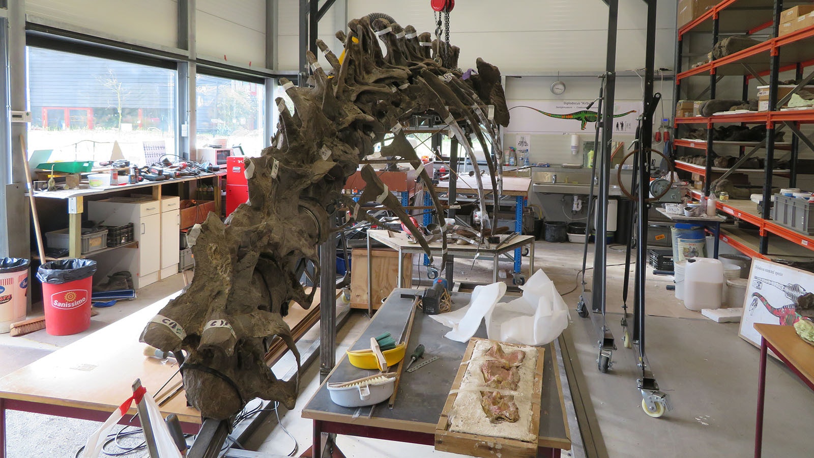 After it was dug up near Shell, Wyoming, in the early 1990s, Ardetosaurus viator, a 74-foot-long dinosaur, survived a fire at a German museum before finally being revealed as a new species.