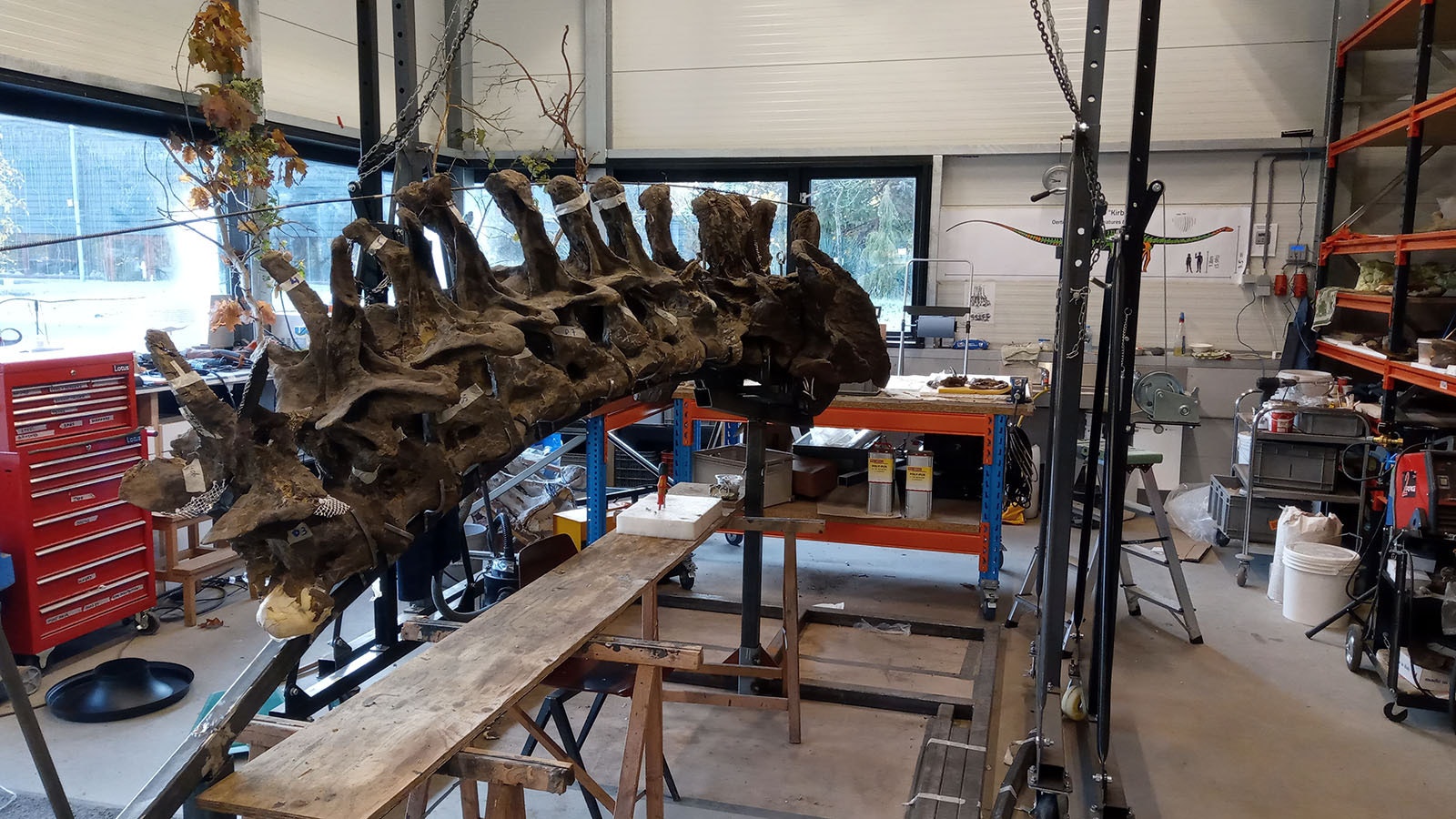 After it was dug up near Shell, Wyoming, in the early 1990s, Ardetosaurus viator, a 74-foot-long dinosaur, survived a fire at a German museum before finally being revealed as a new species.