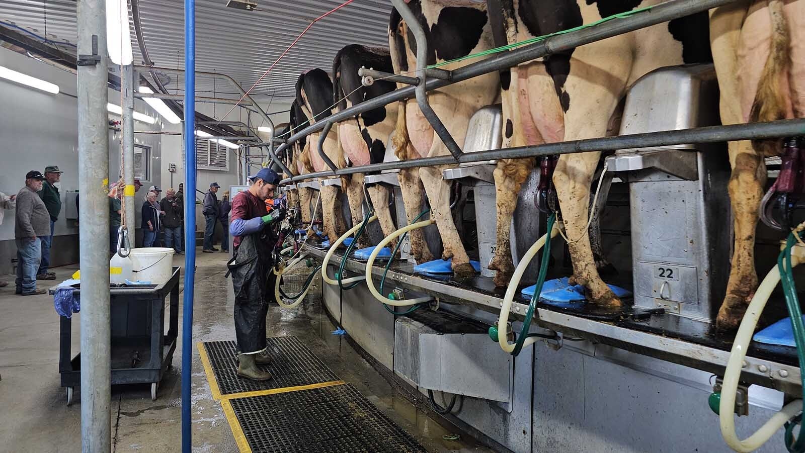 A worker connects each cow to milk tubes. In one turn around the carousel, each cow will give an average 3.5 gallons of milk.