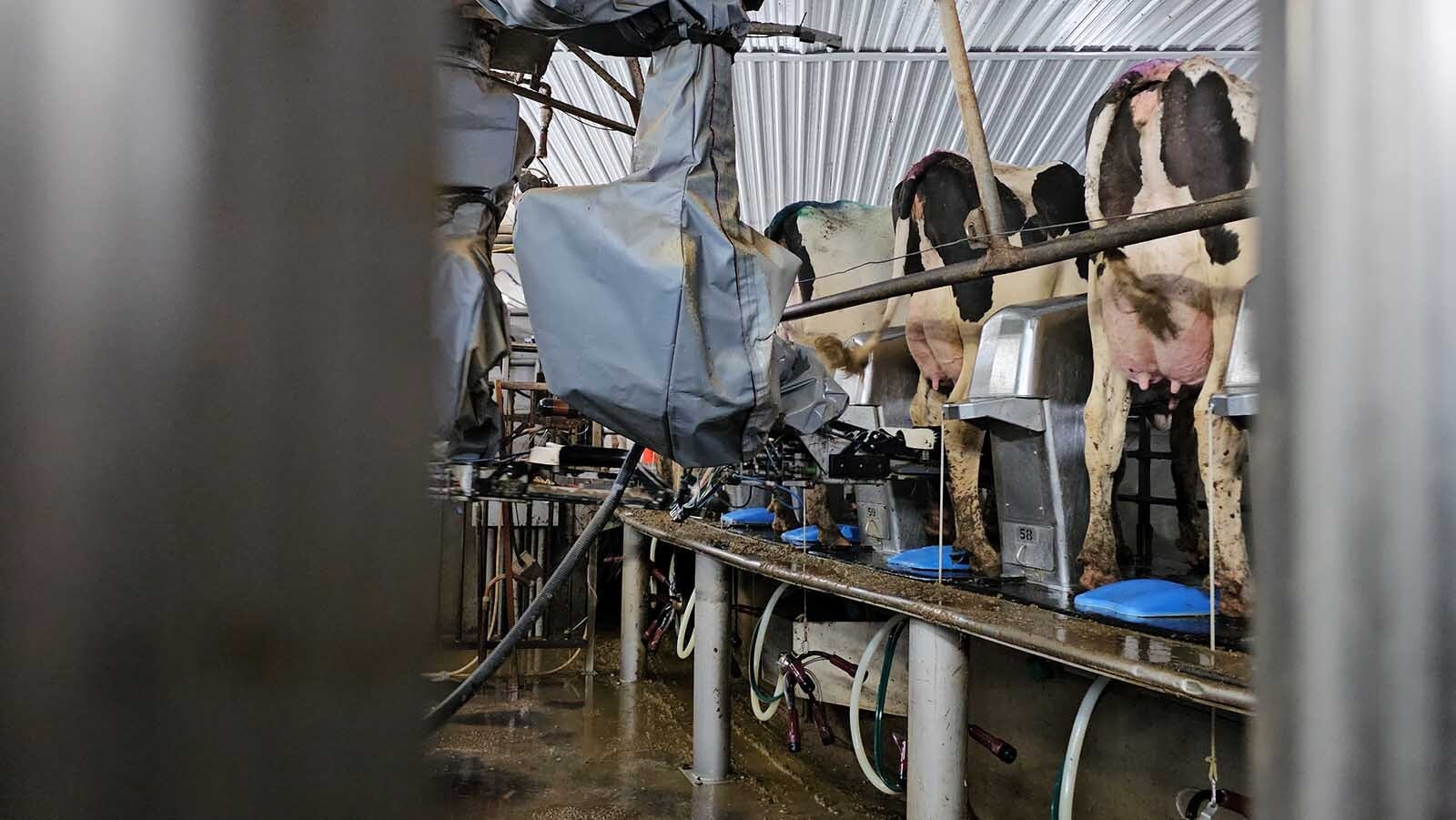 Each cow gets a bath before getting connected to milk tubes.