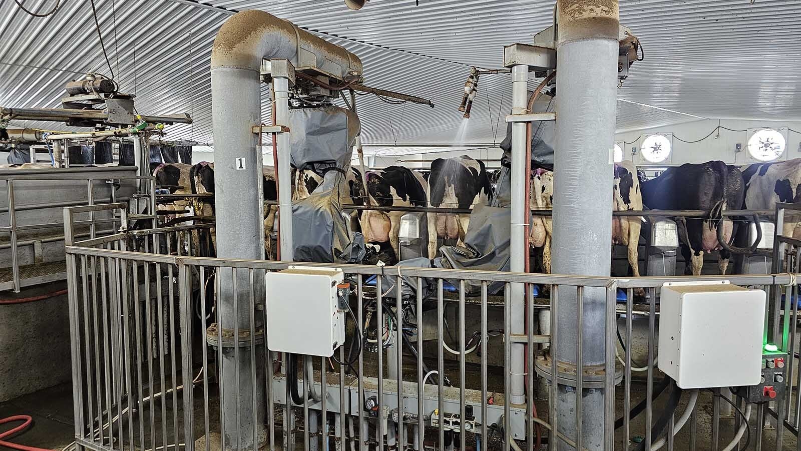 It's like a bidet, but for cattle right before they get milked, ensuring their udders are all clean.
