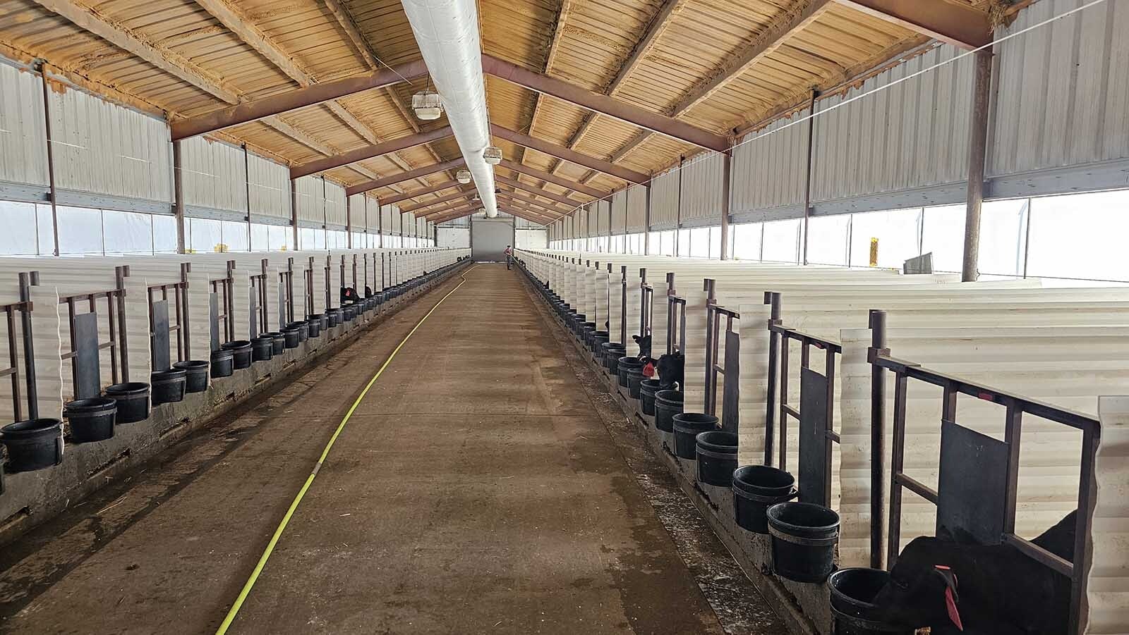 Baby cattle are housed individually in these barns until they're a little older, after which they will become socialized into groups of six cattle. Those six will often be spotted together even after they become adults.