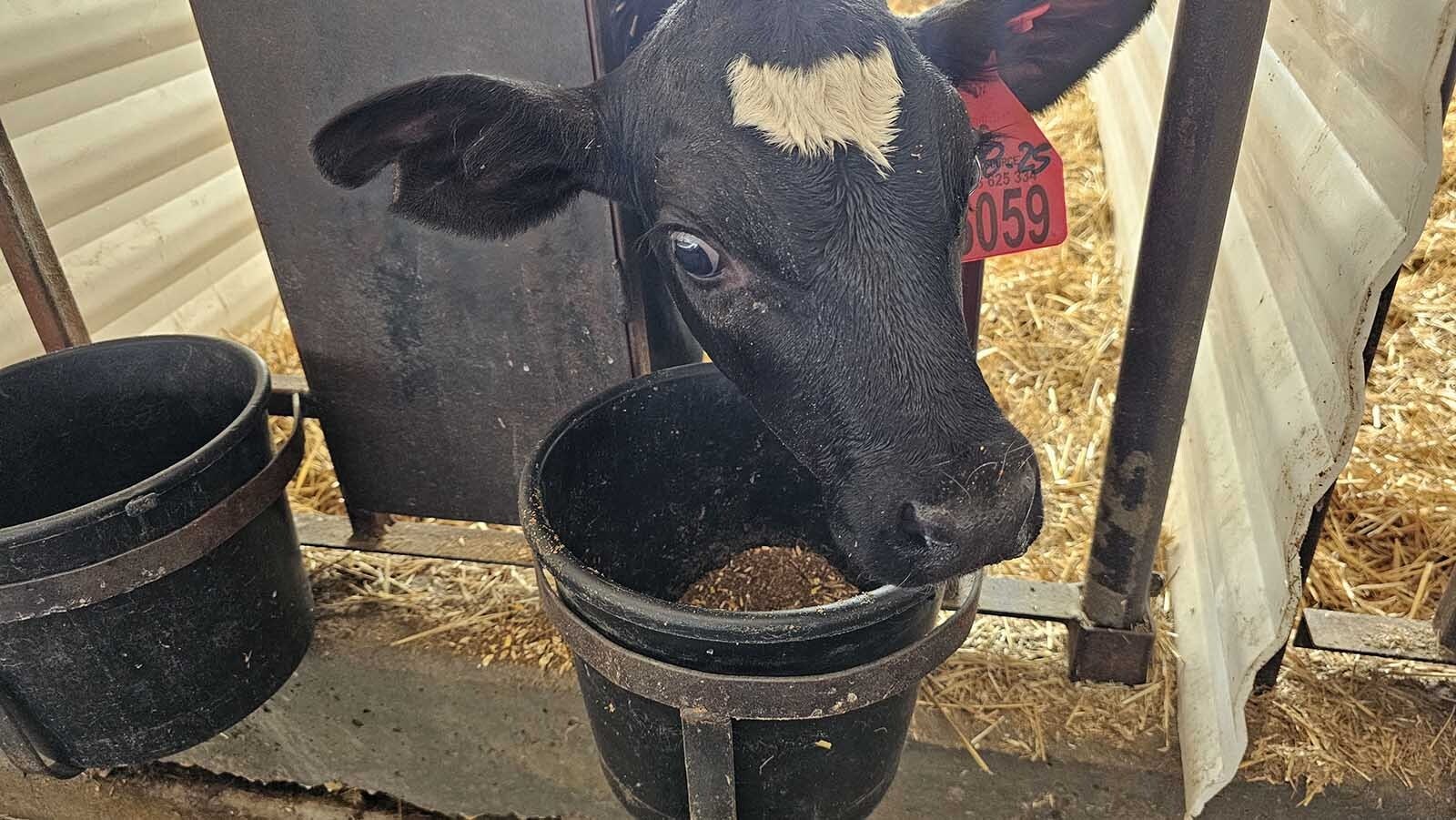 A calf looks at Cowboy State Daily questioningly.